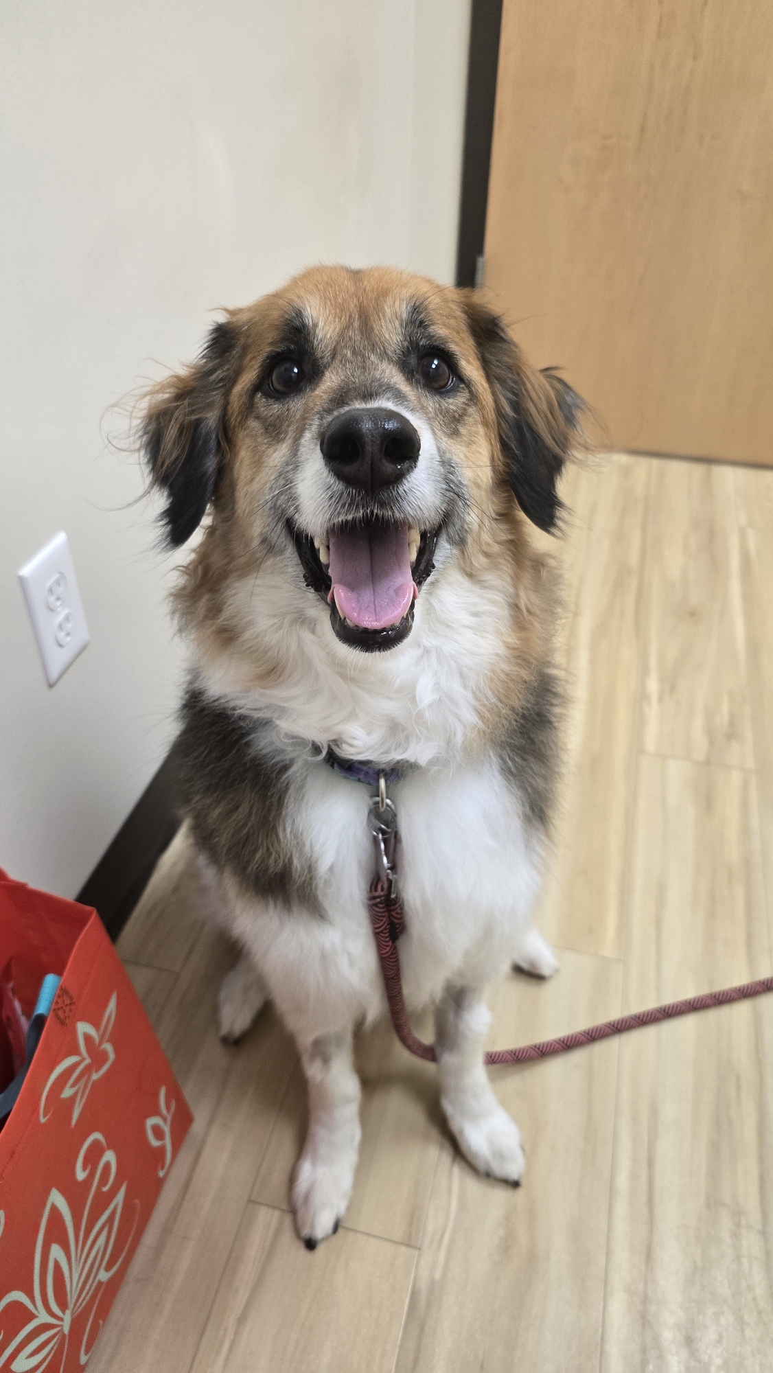 West Shore Veterinary Clinic, Dr. Heidi Heckler, DVM Spring Lake