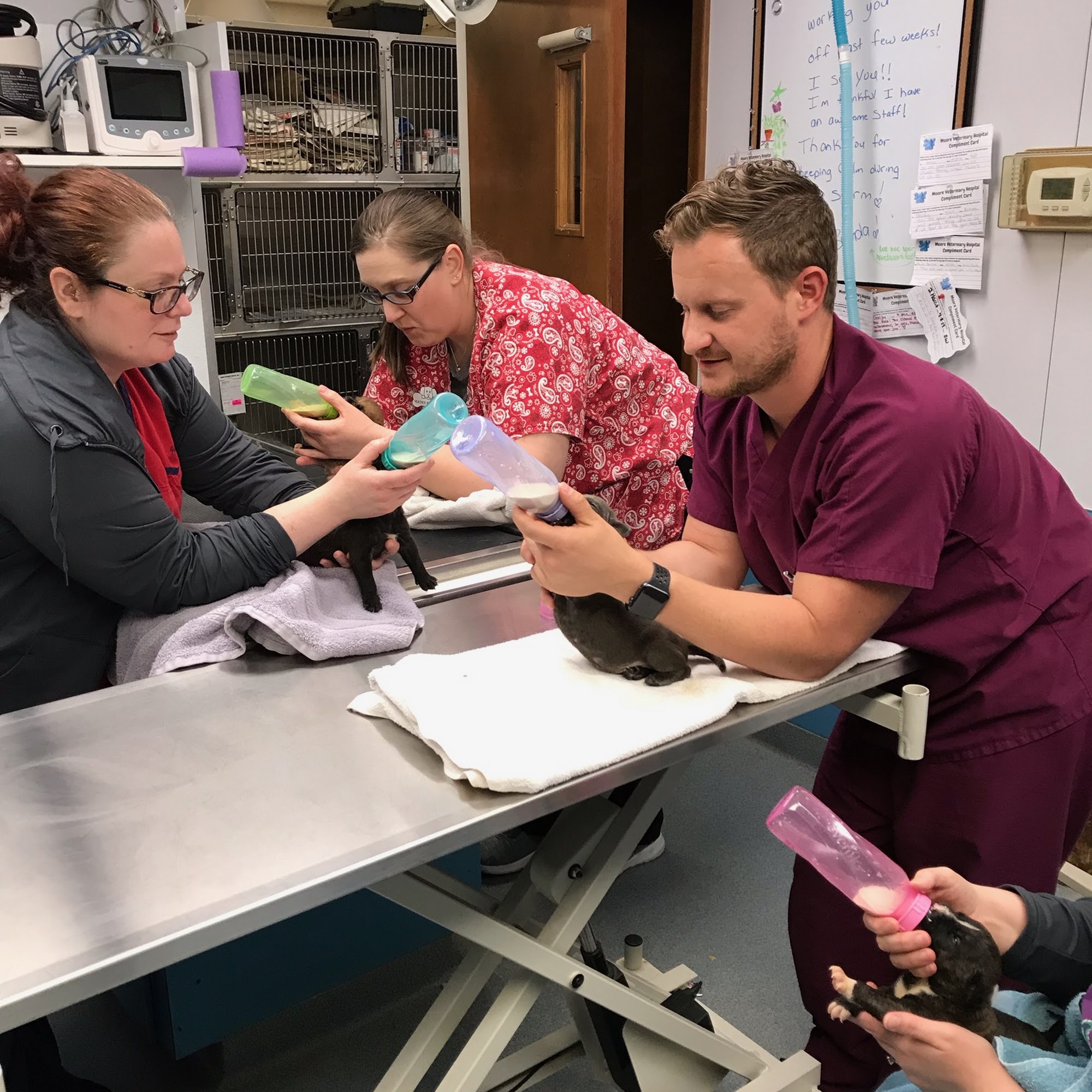 Moore Veterinary Hospital St. Clair Shores