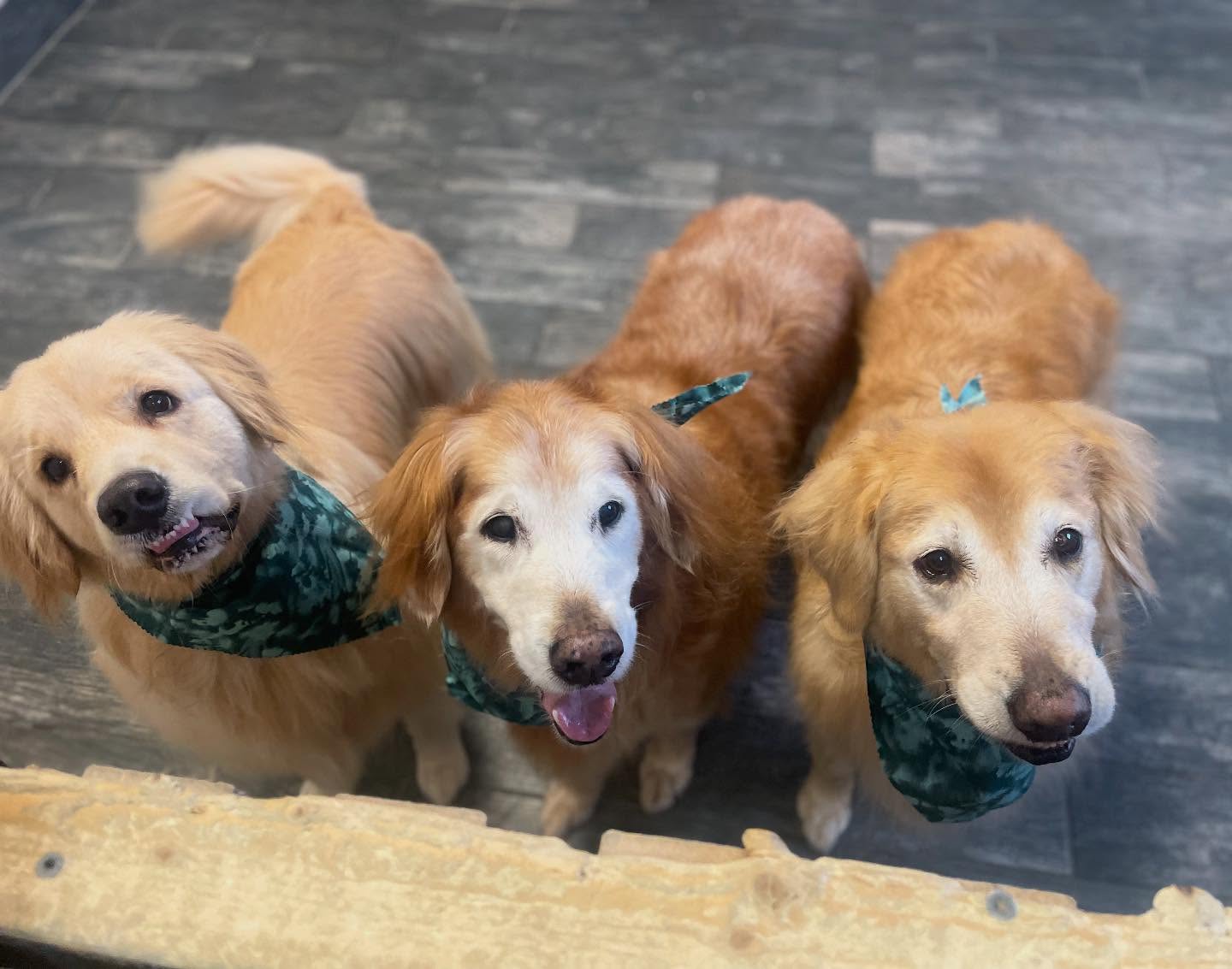 Dapper Dog Wash St. Clair Shores