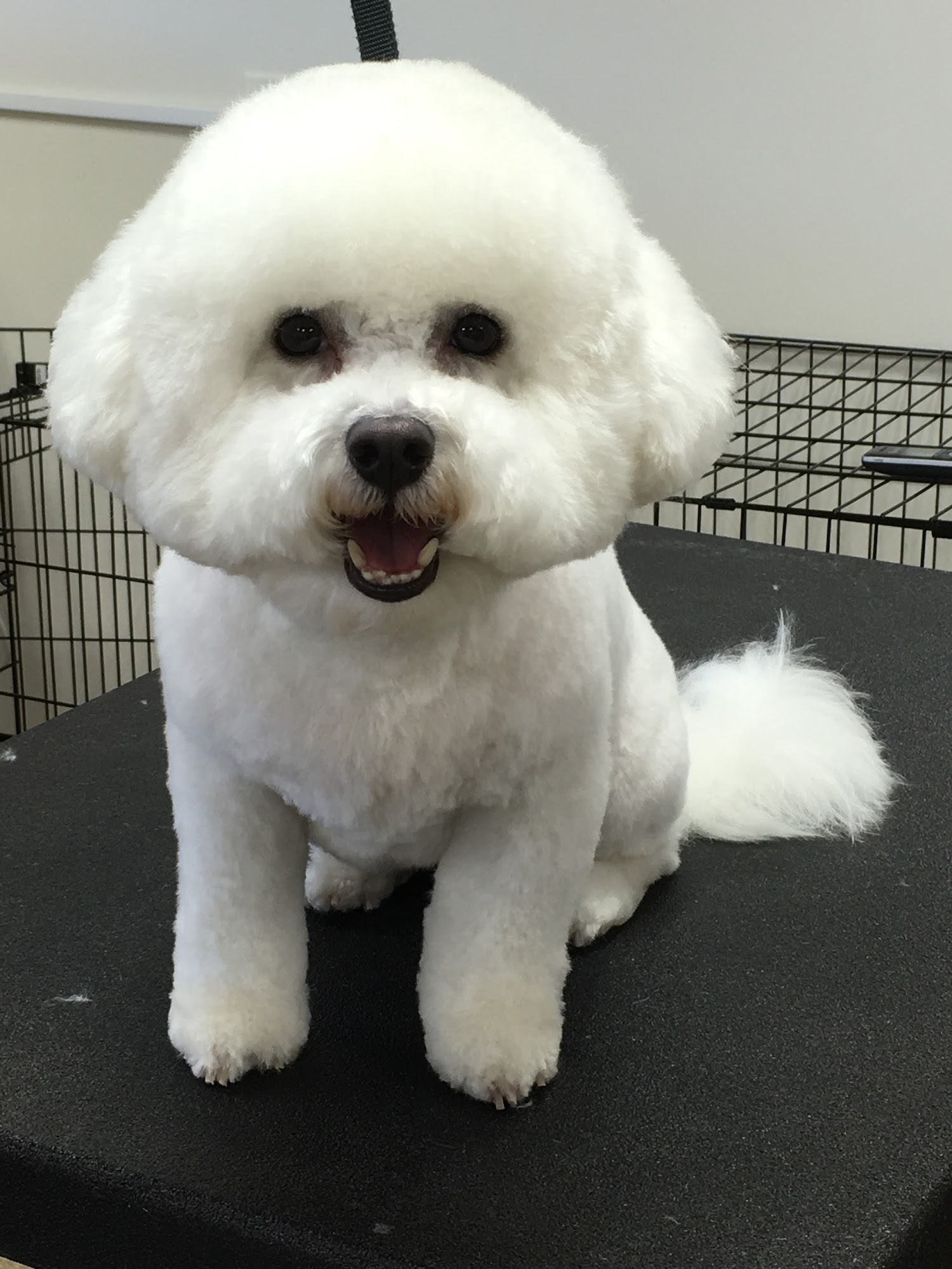 Sandys Dog Grooming Salon St. Clair Shores