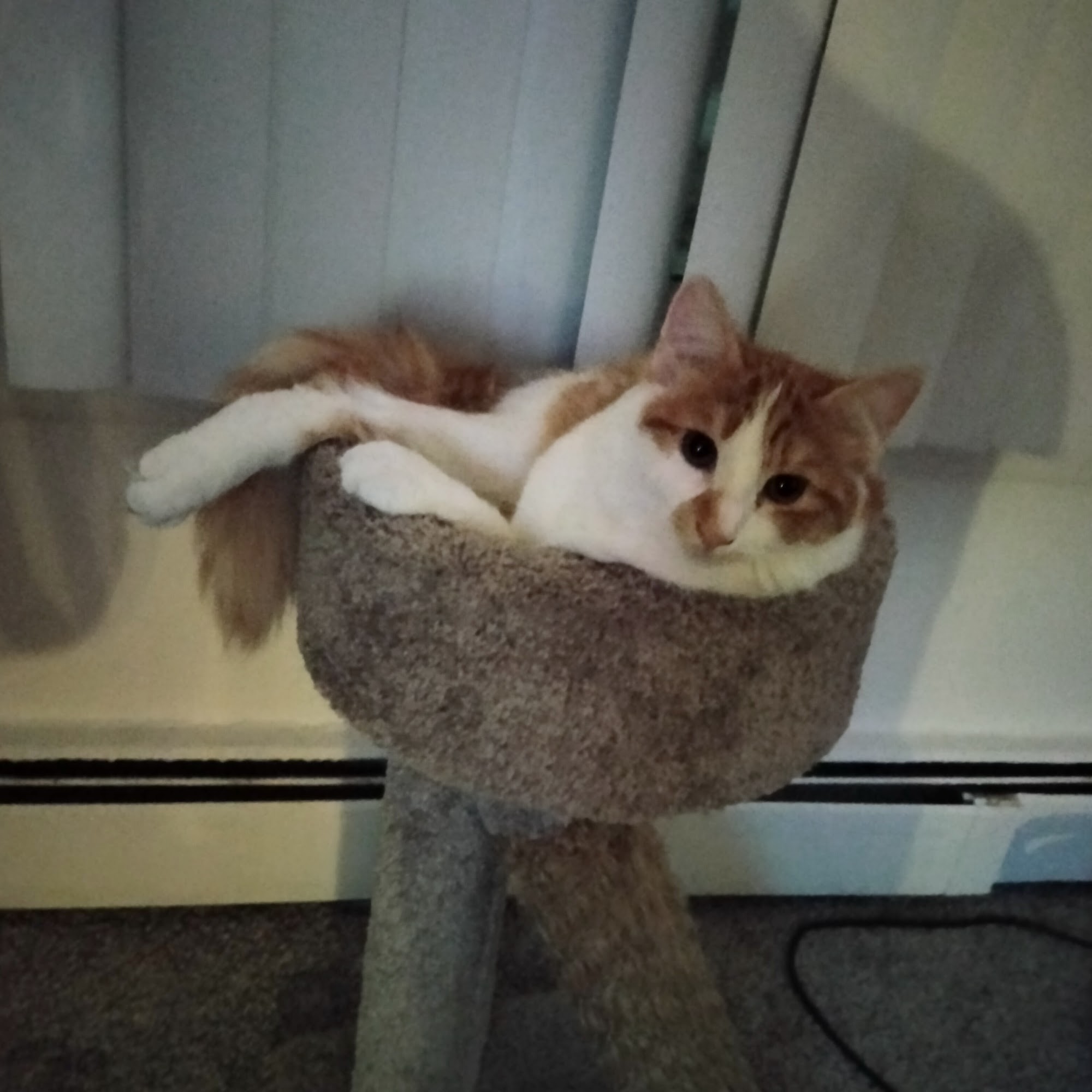 North Suburban Veterinary Hospital Sterling Heights