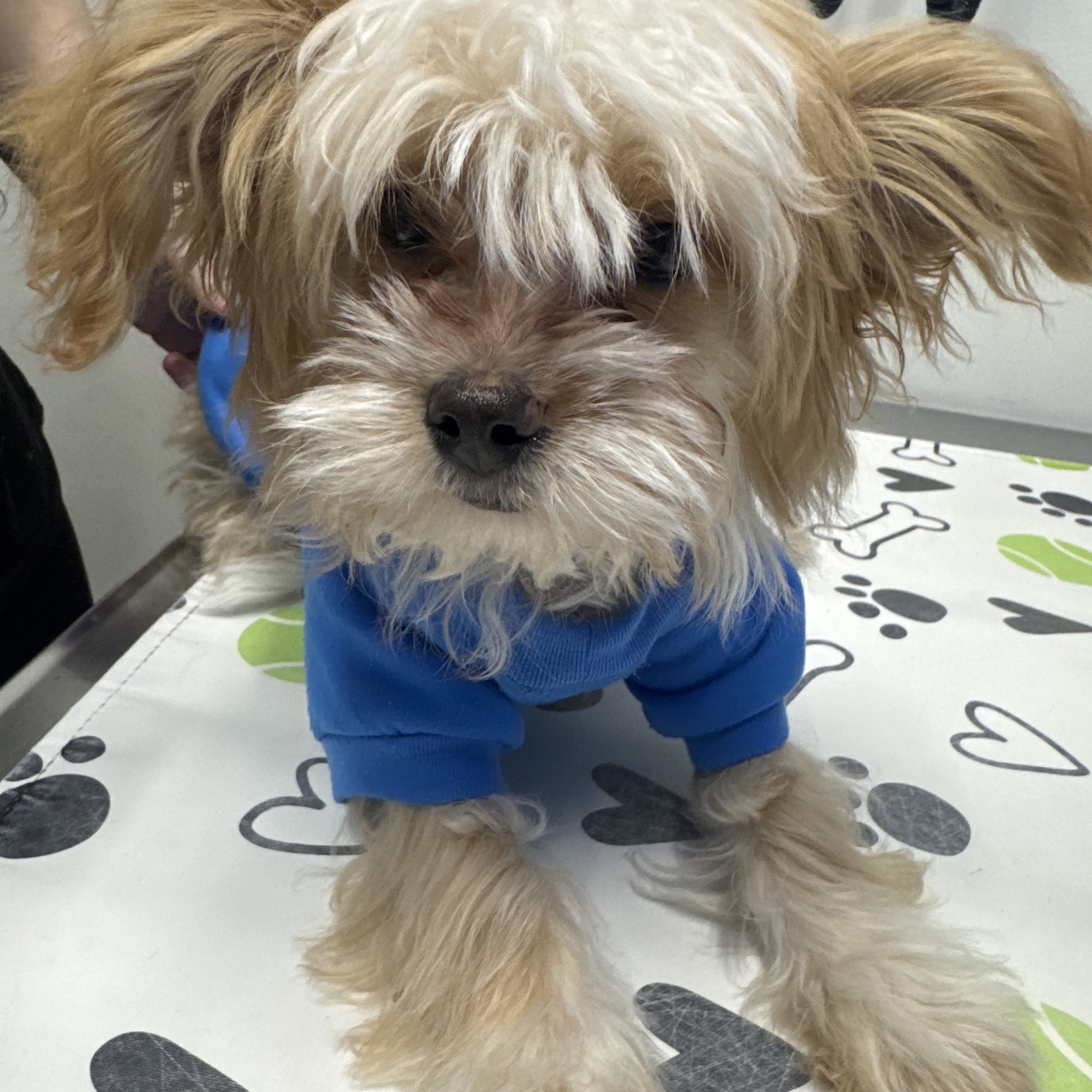 Metropolitan Veterinary Center Sterling Heights