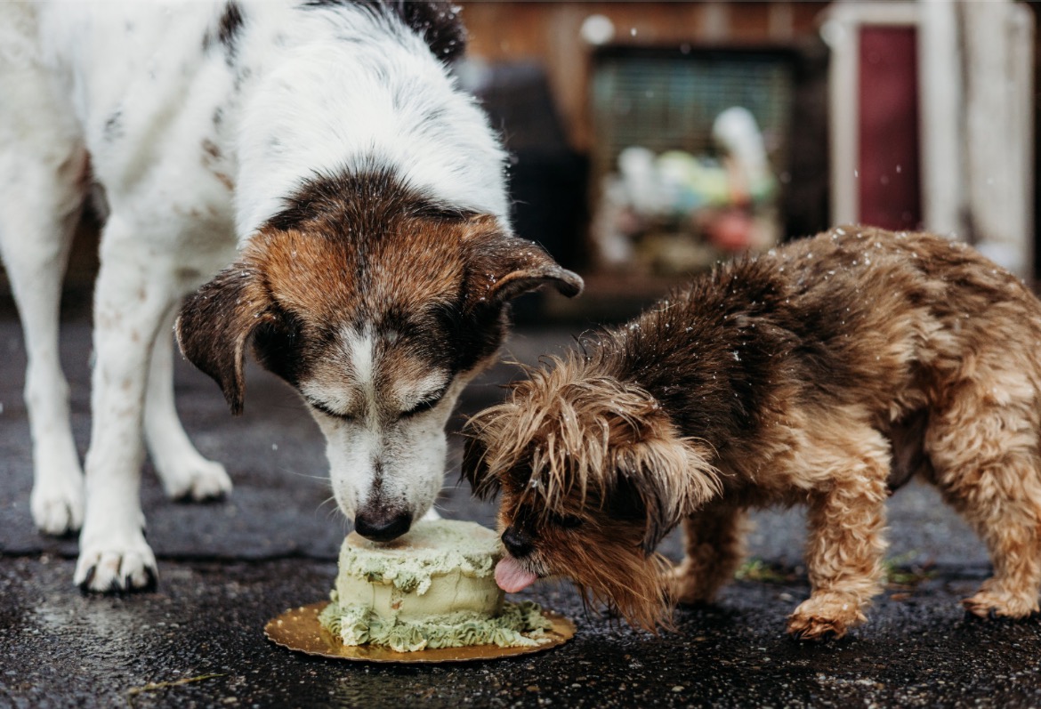 Wolf Pack Dog Training, LLC Sterling Heights