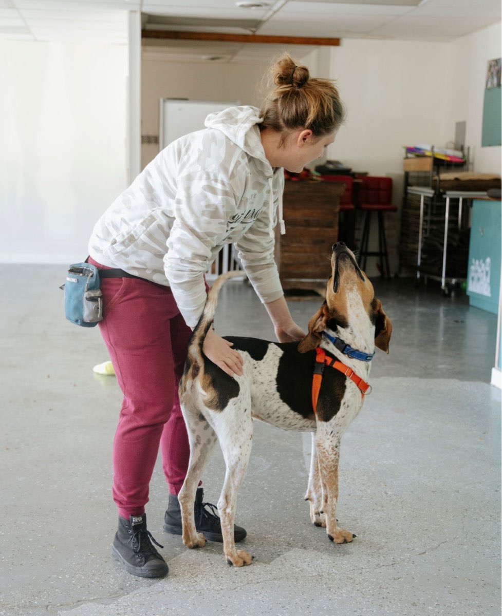 Wolf Pack Dog Training, LLC Sterling Heights