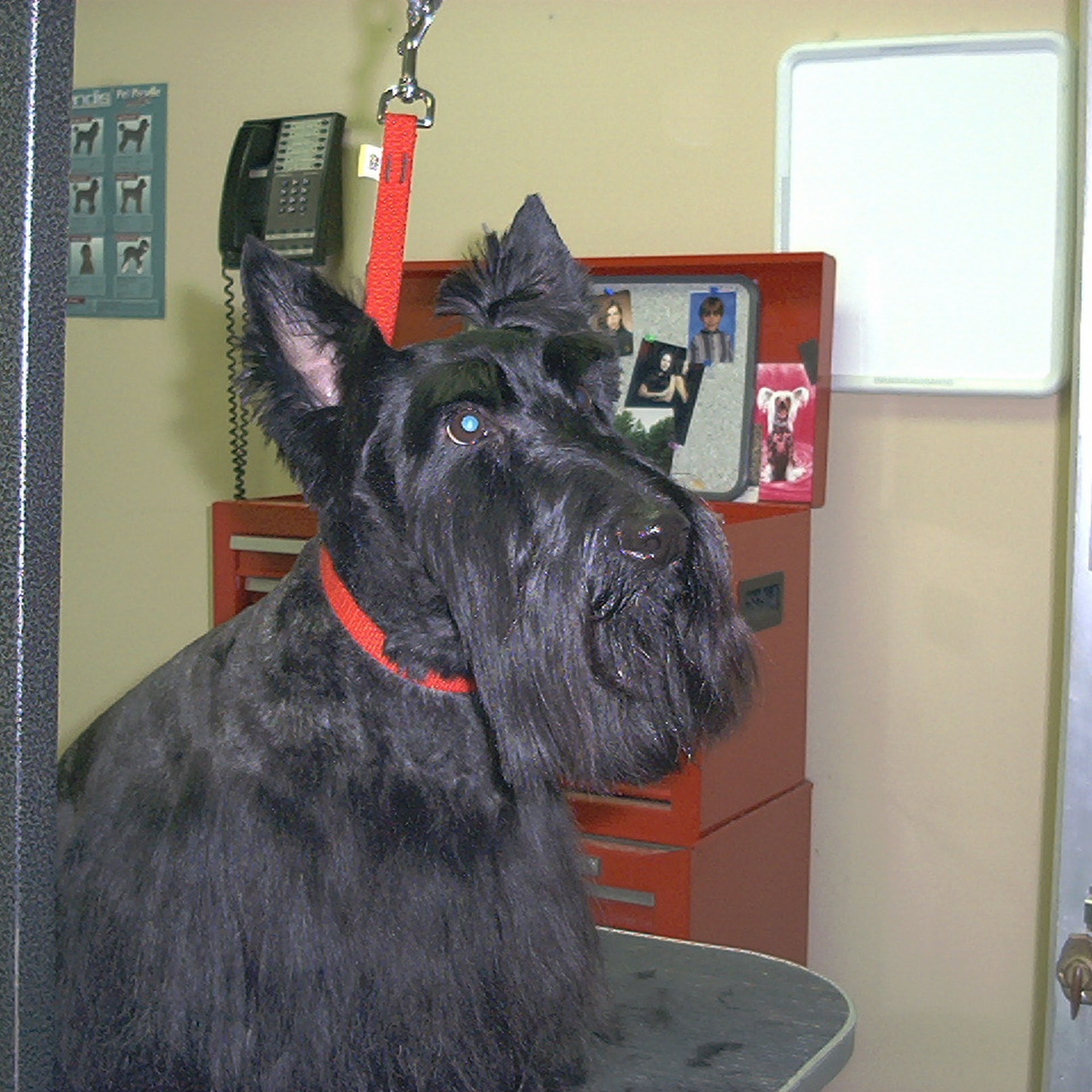 All Gods' Creatures Pet Salon Sterling Heights