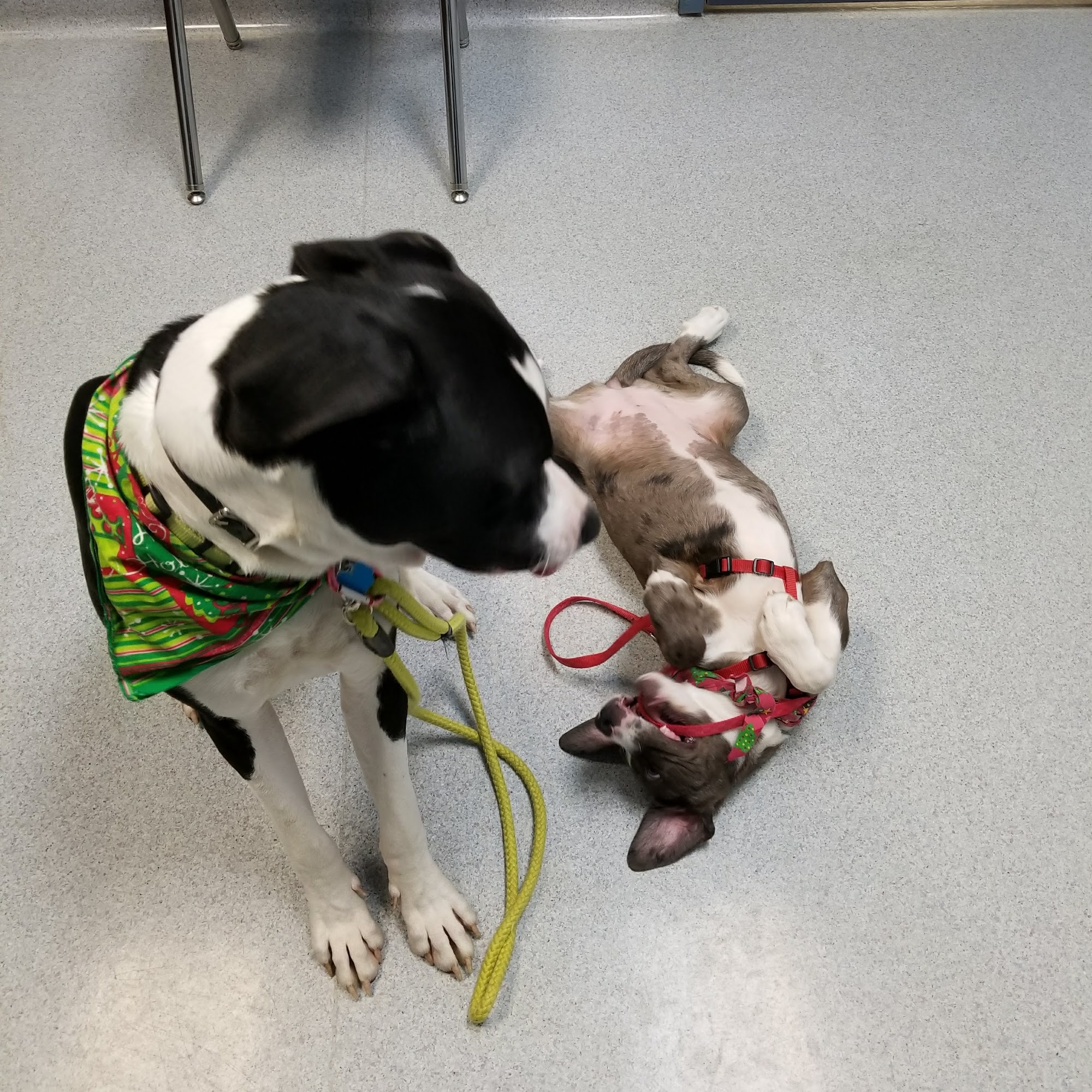 Lake Area Veterinary Group Sturgis