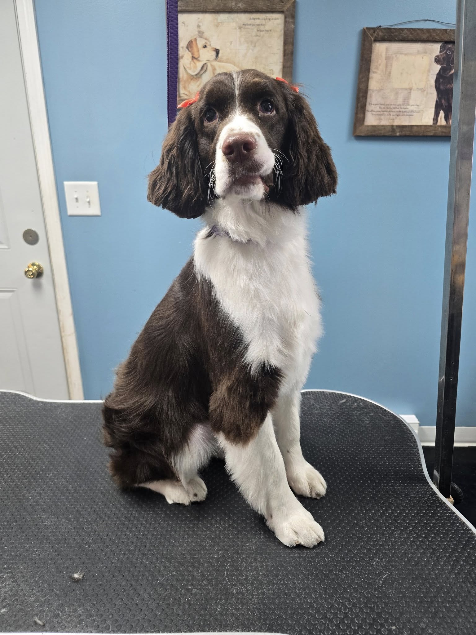 Oh My Dog Grooming Pet Salon Sturgis