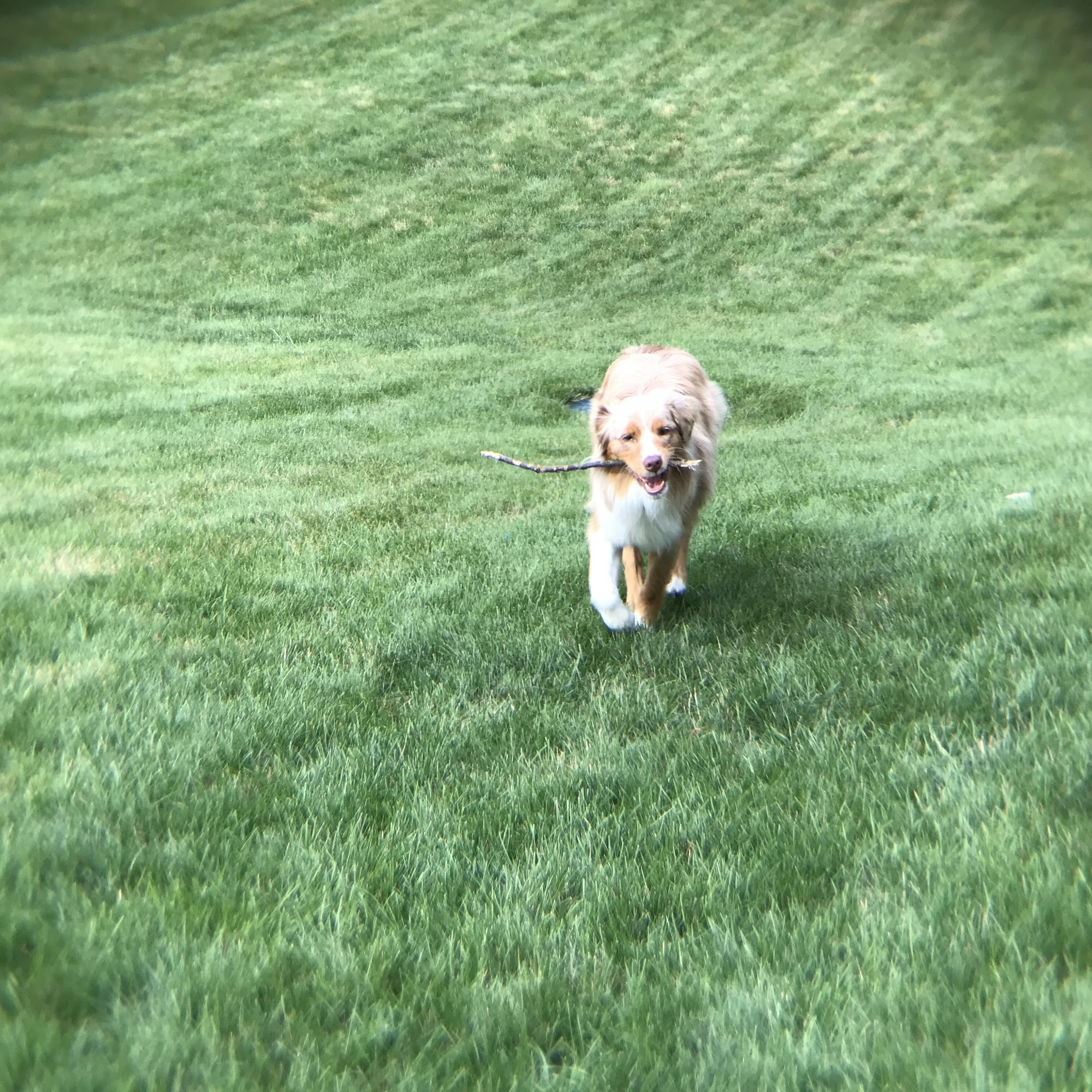 Suttons Bay Animal Hospital Pc: Fahey Rebekah E DVM Suttons Bay