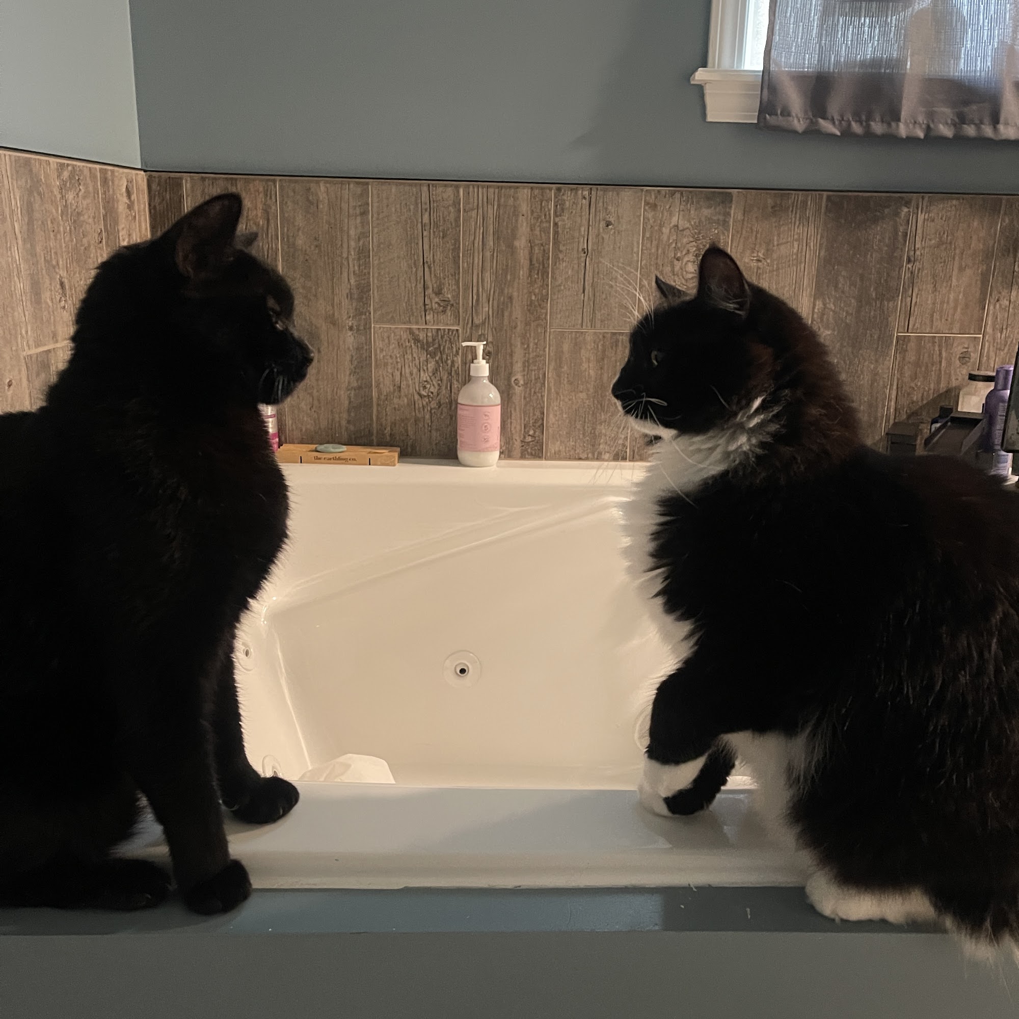 Krista Kline, DVM - Swartz Creek Veterinary Hospital Swartz Creek