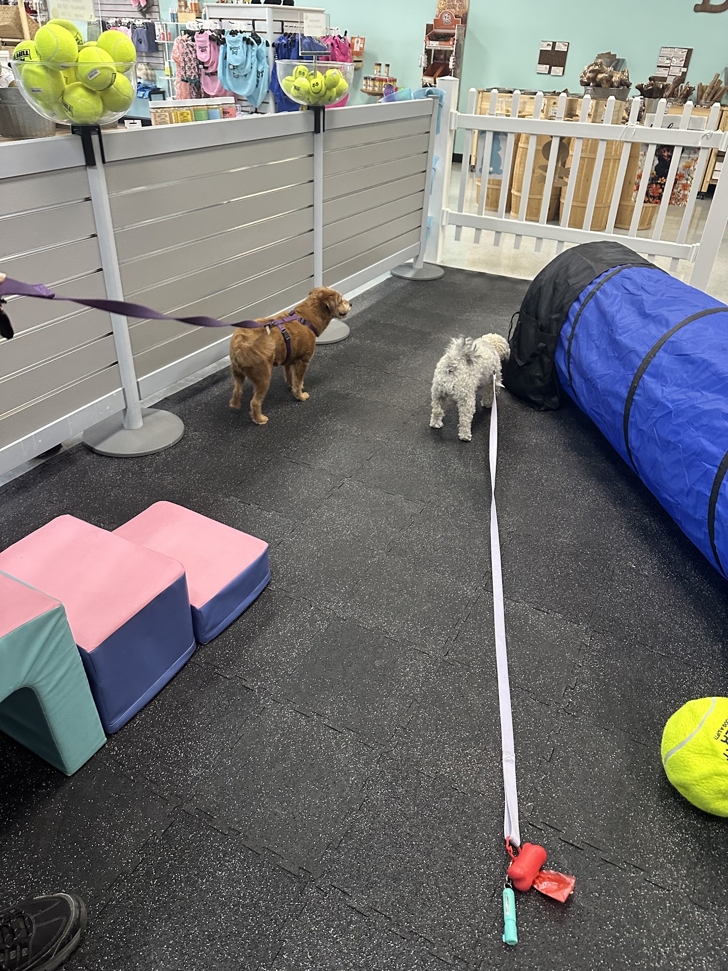 Wiggle Waggle Barkery Taylor