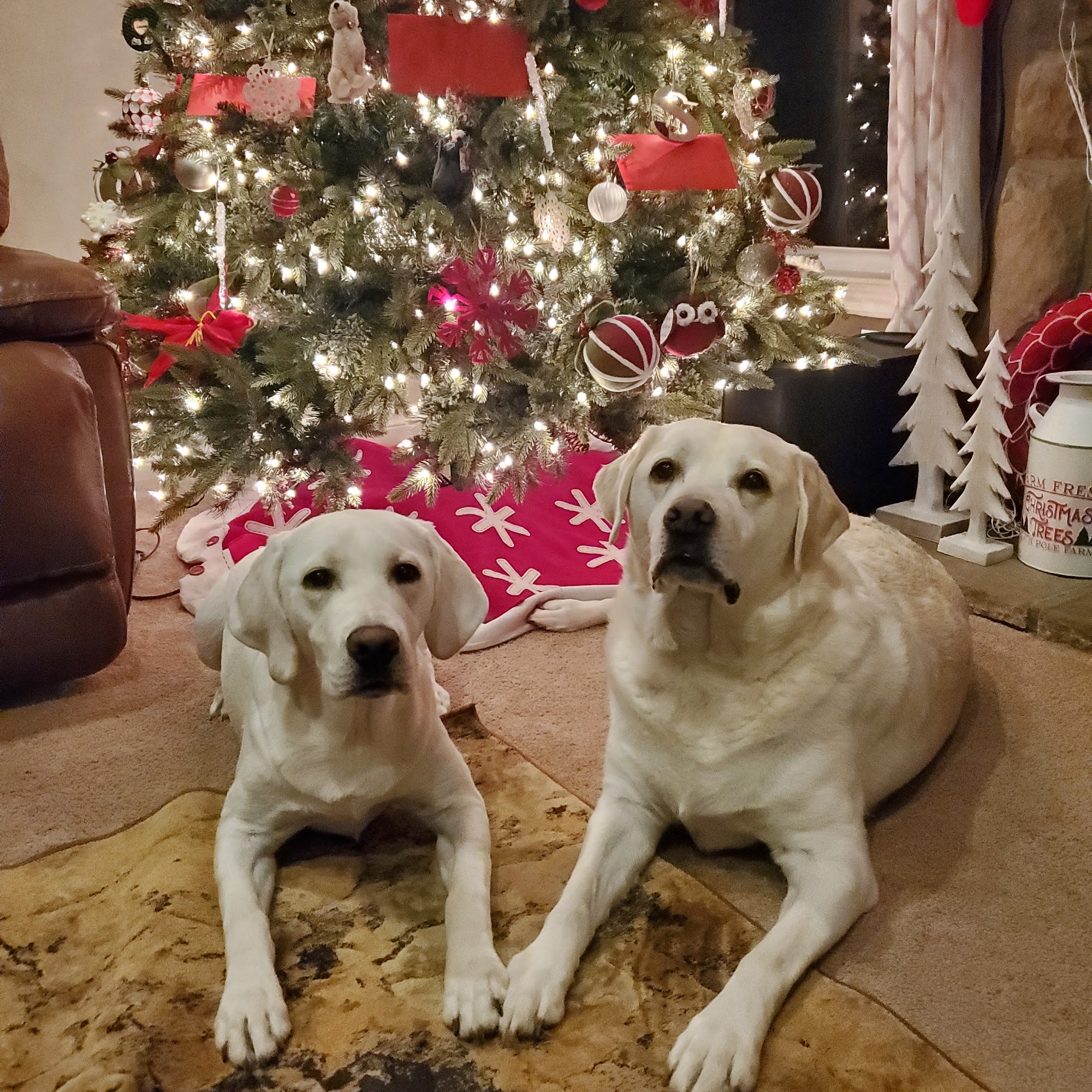 Companion Animal Clinic Tecumseh