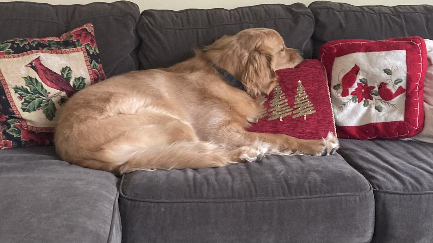 Golden Acres Pet Boarding Tecumseh