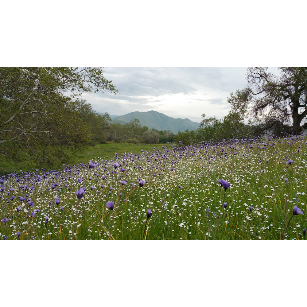 Dog Gone Dirty Pet Salon Tecumseh