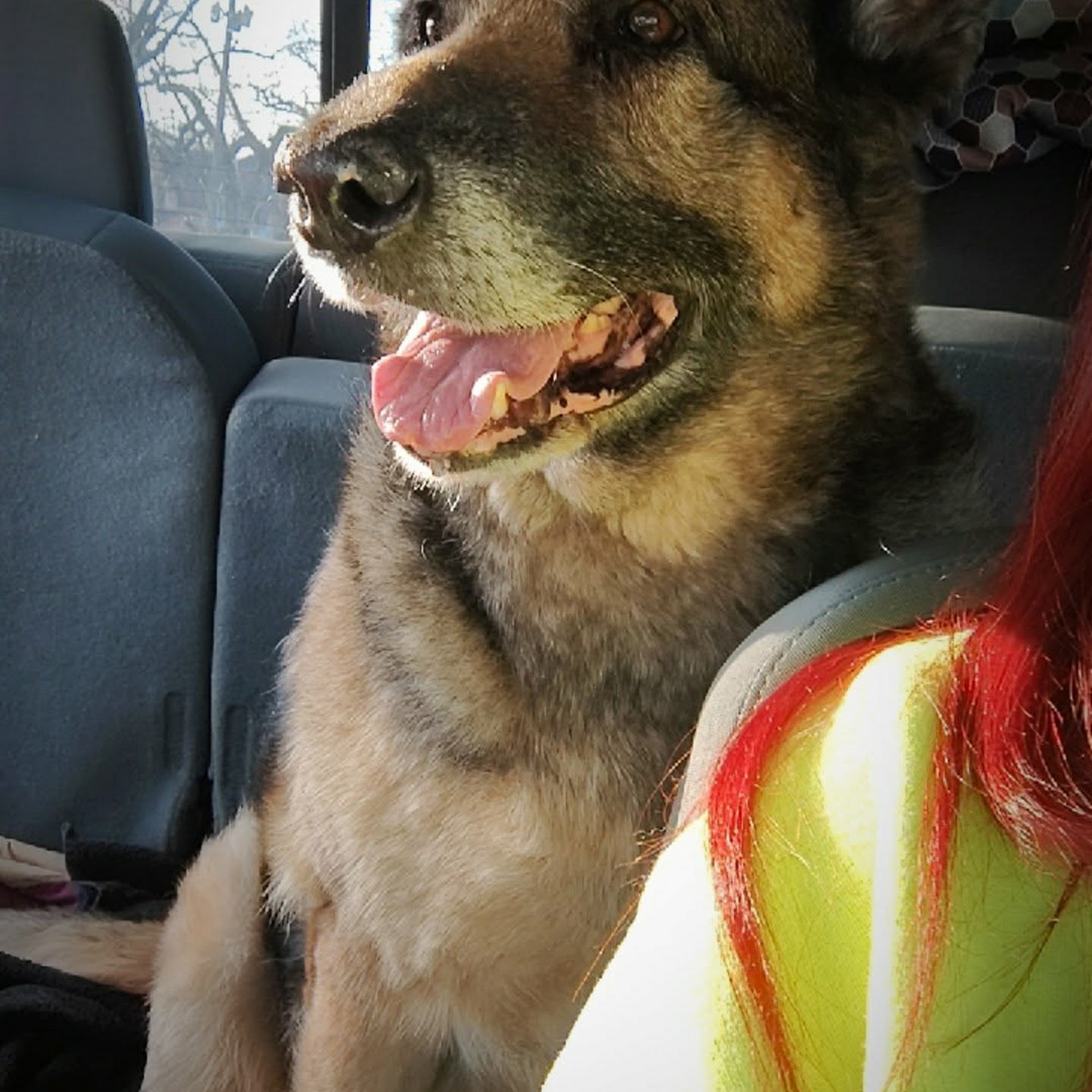 Temperance Animal Hospital Temperance