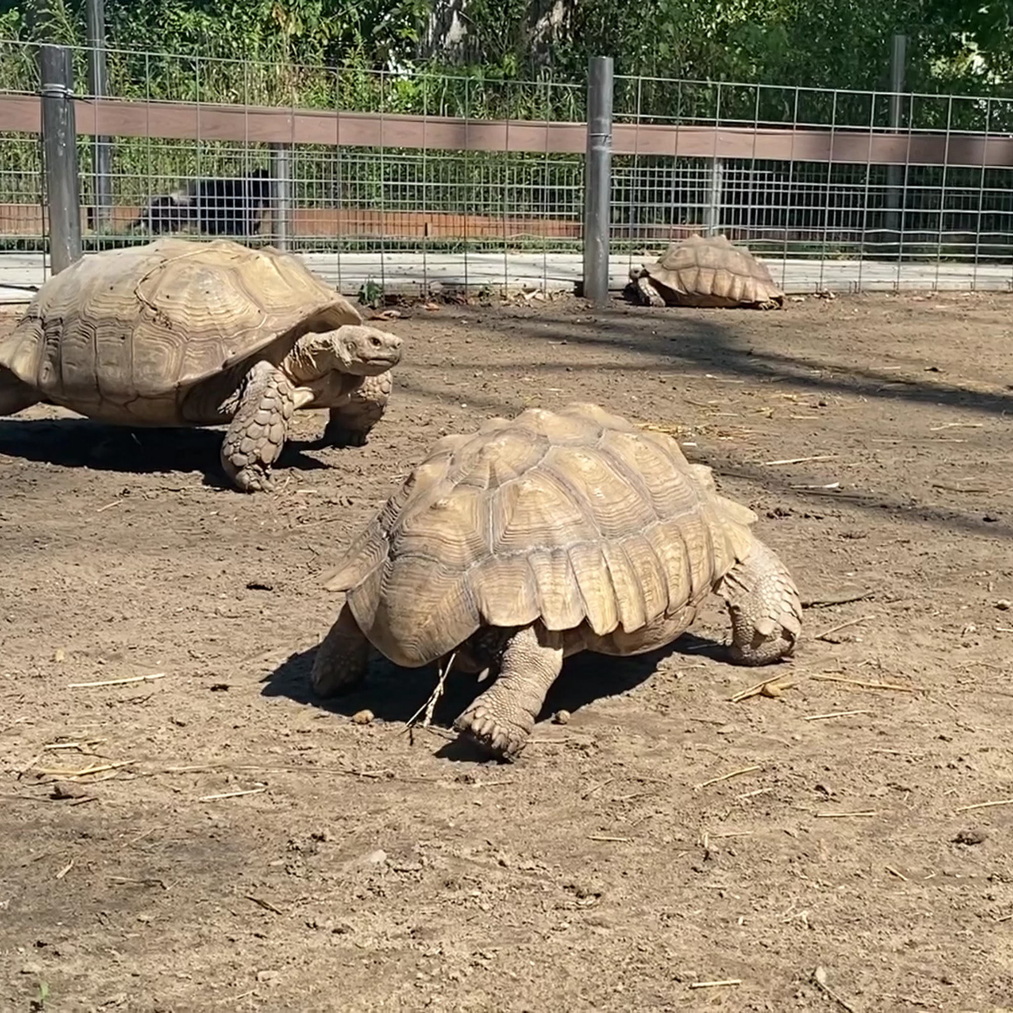 Bedford Veterinary Clinic Temperance