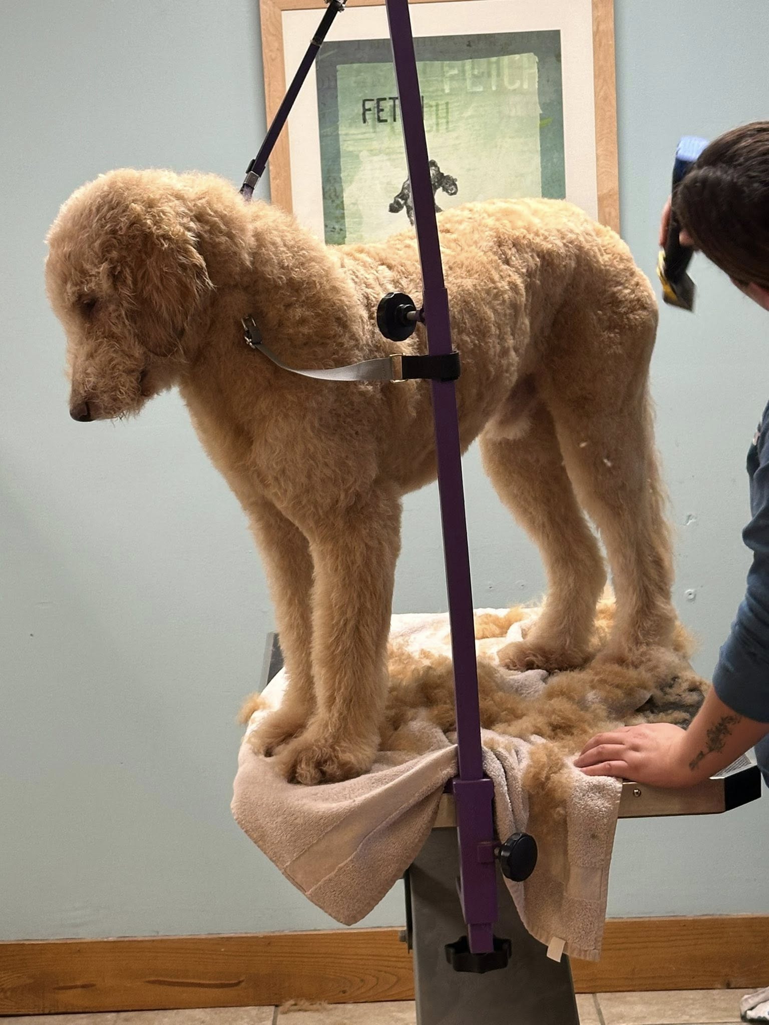 Pup Pup’s Grooming and Daycare Three Oaks