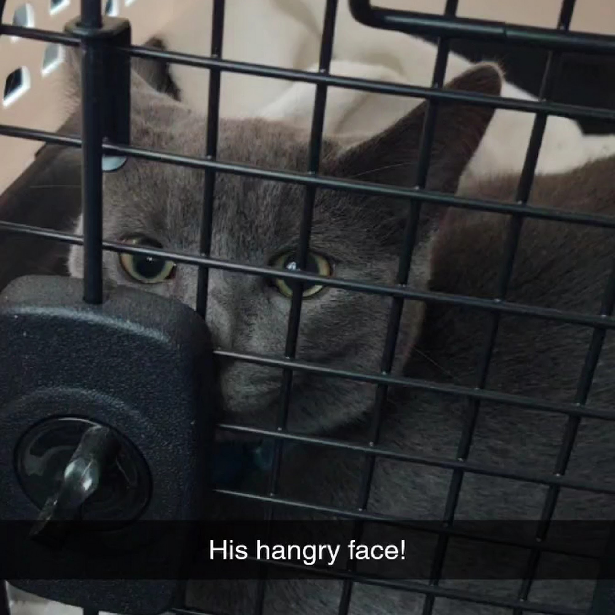 Crossroads Veterinary Clinic Three Rivers