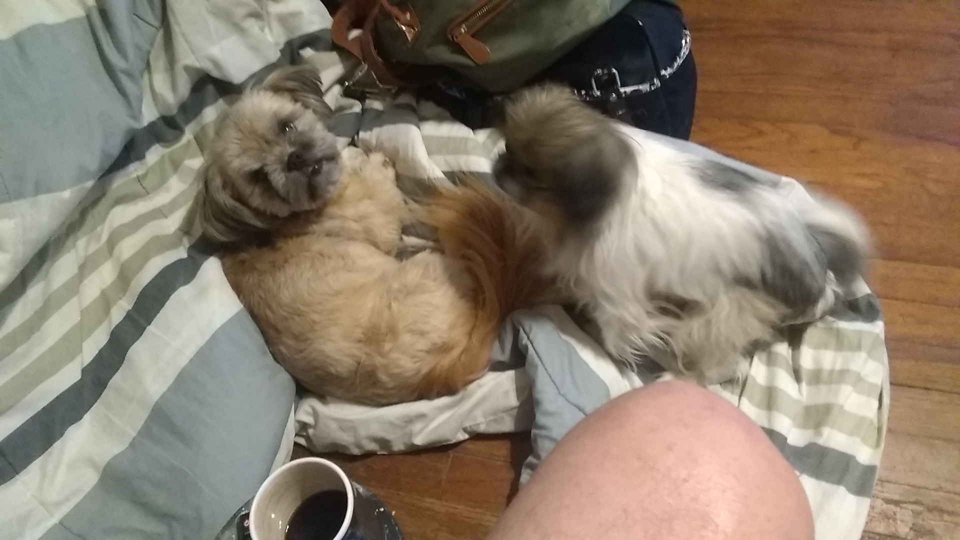 Foxylox Pet Grooming Three Rivers