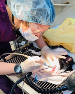 VCA Cherry Bend Animal Hospital Traverse City