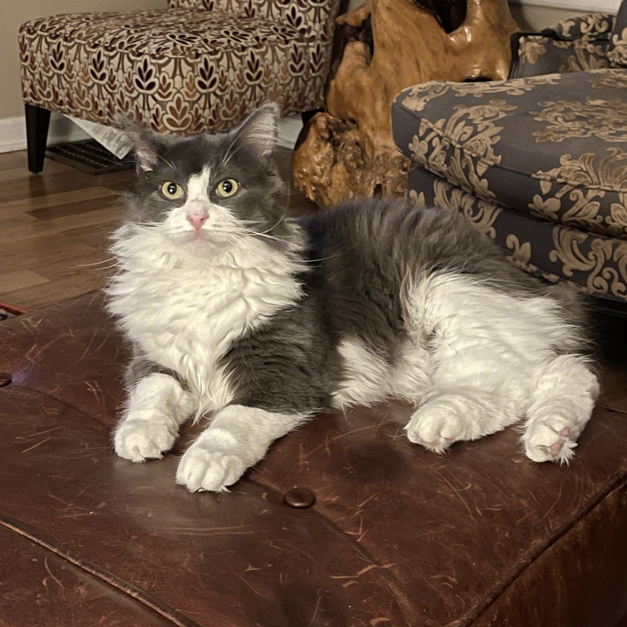 Long Lake Animal Hospital Traverse City