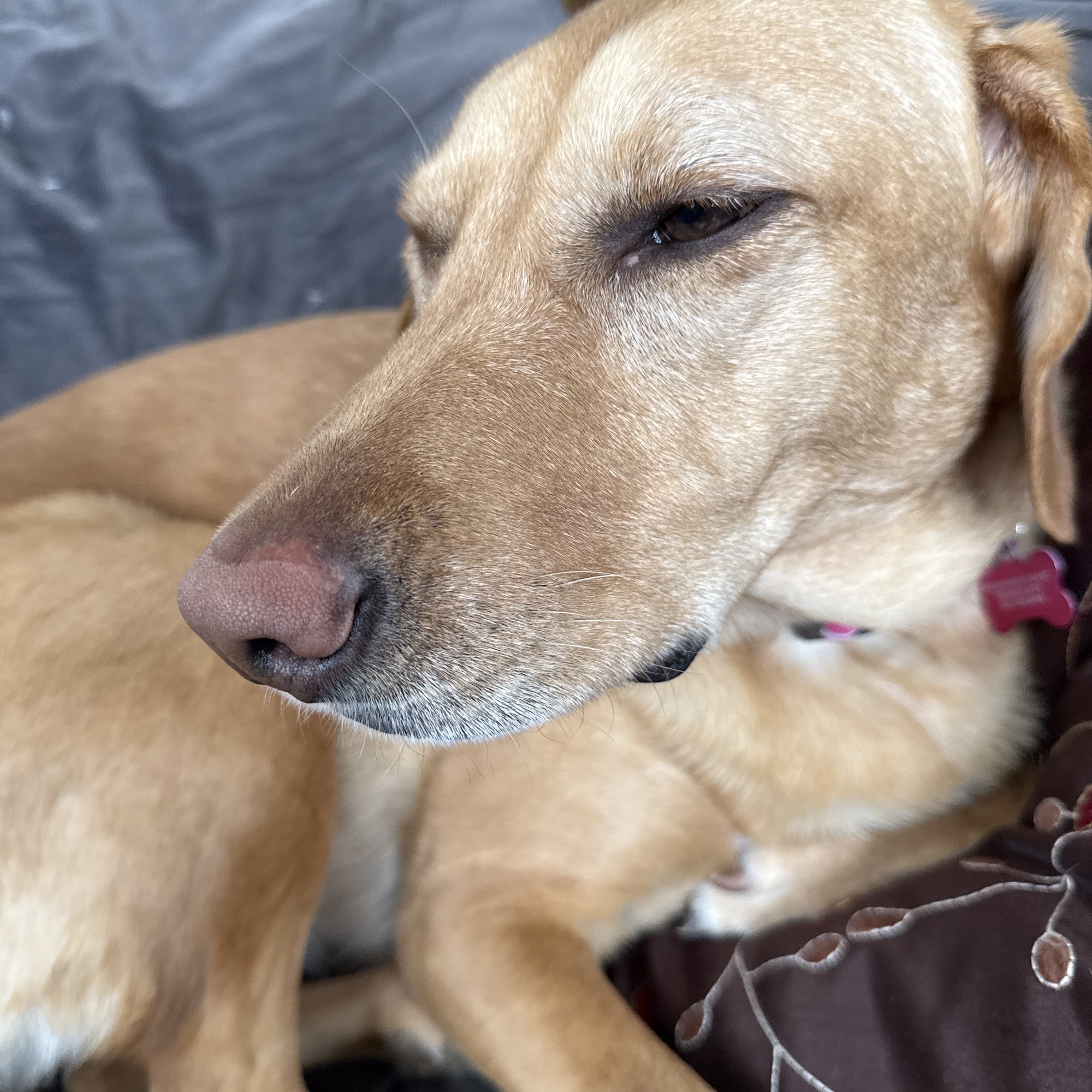 Bay Area Pet Hospital Traverse City