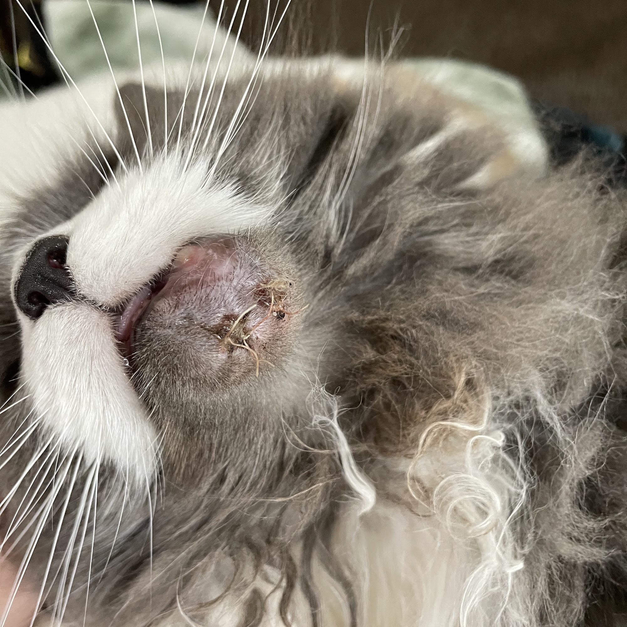 Clarke-Everett Dog & Cat Hospital Traverse City