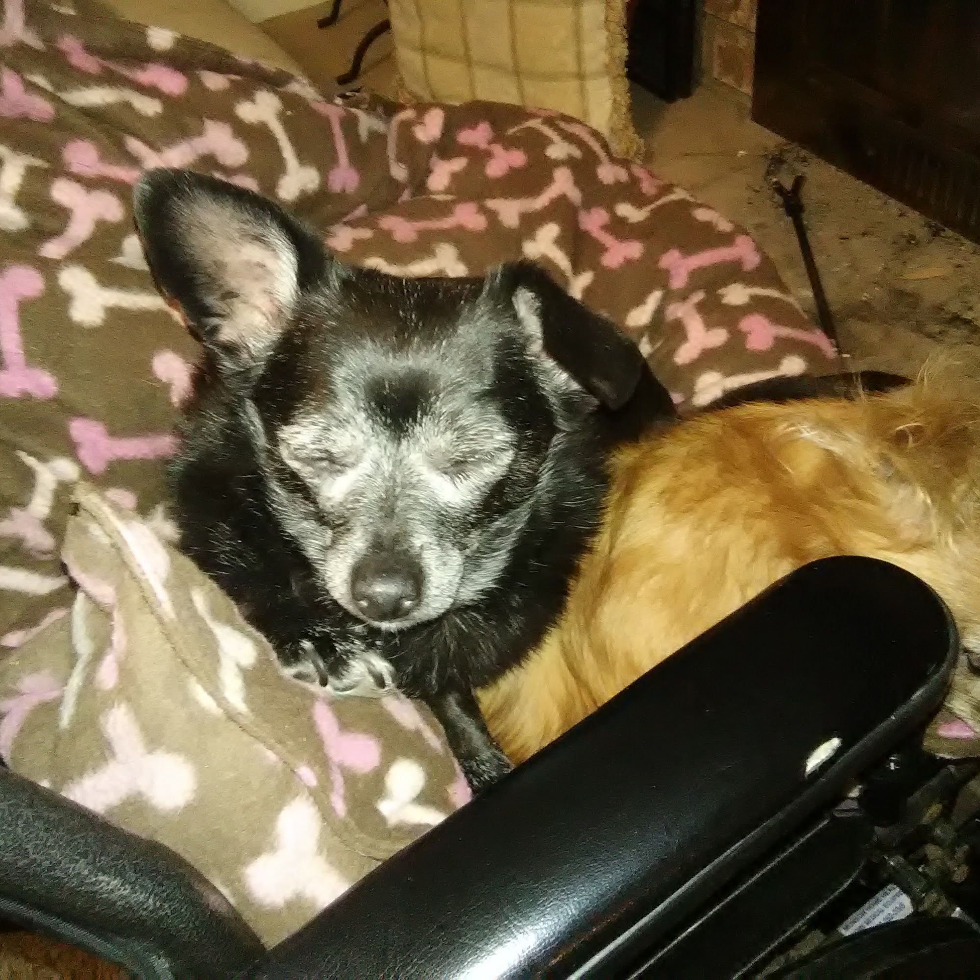 Companion Animal Hospital of Traverse City Traverse City