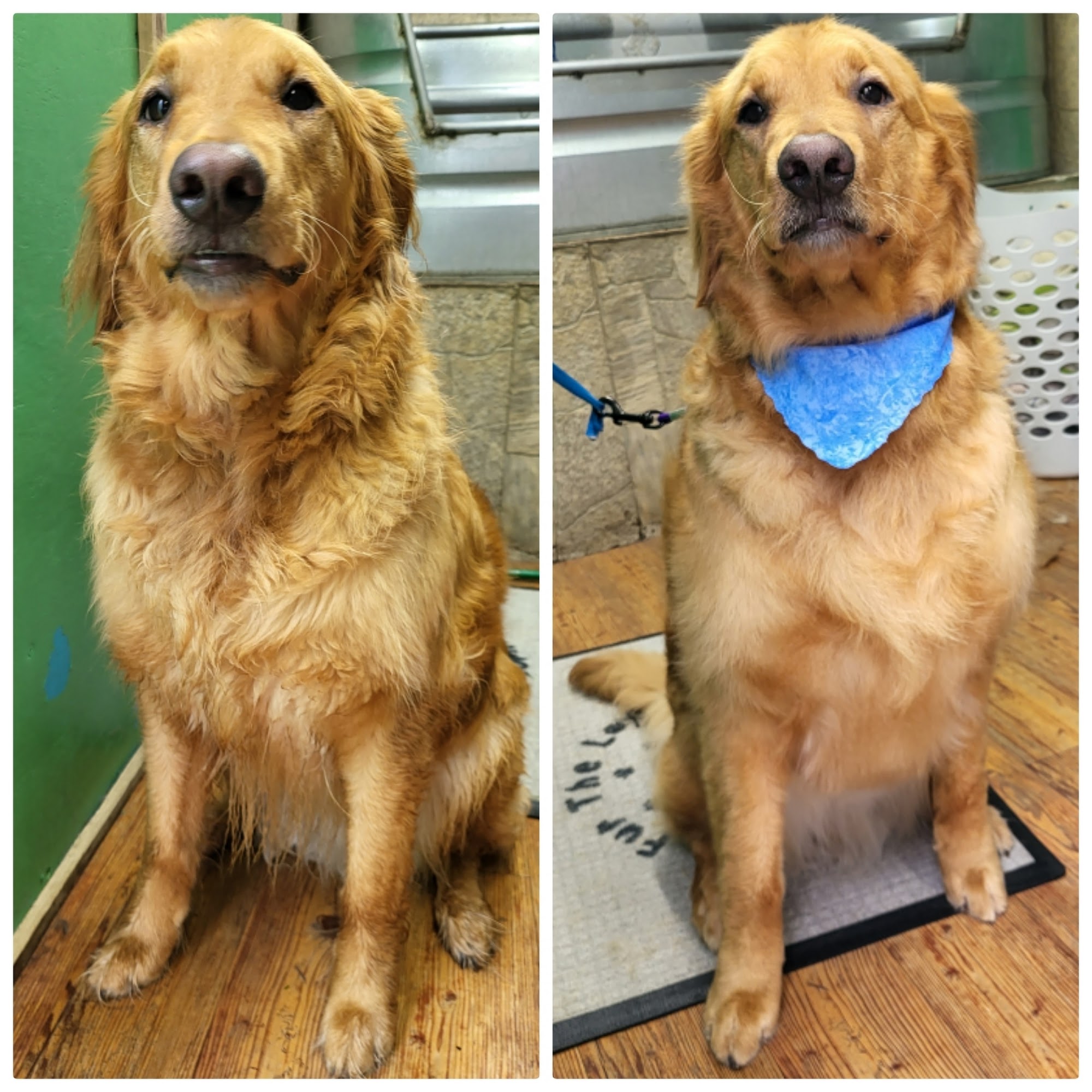 Fur The Love Of Grooming Traverse City