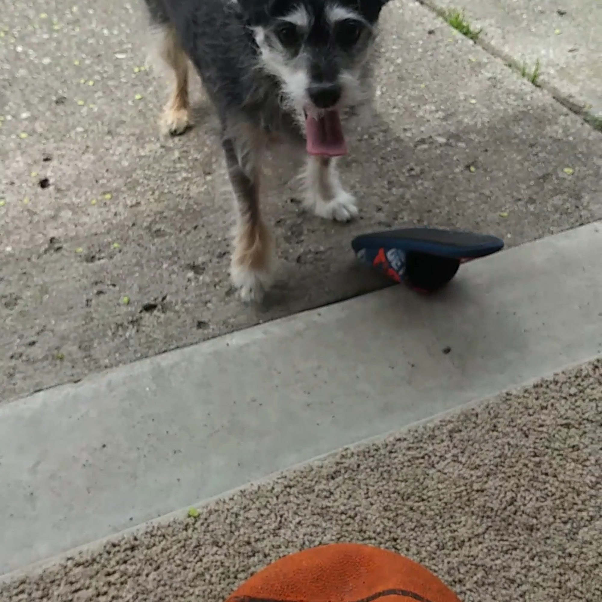 Village Animal Healthcare Trenton