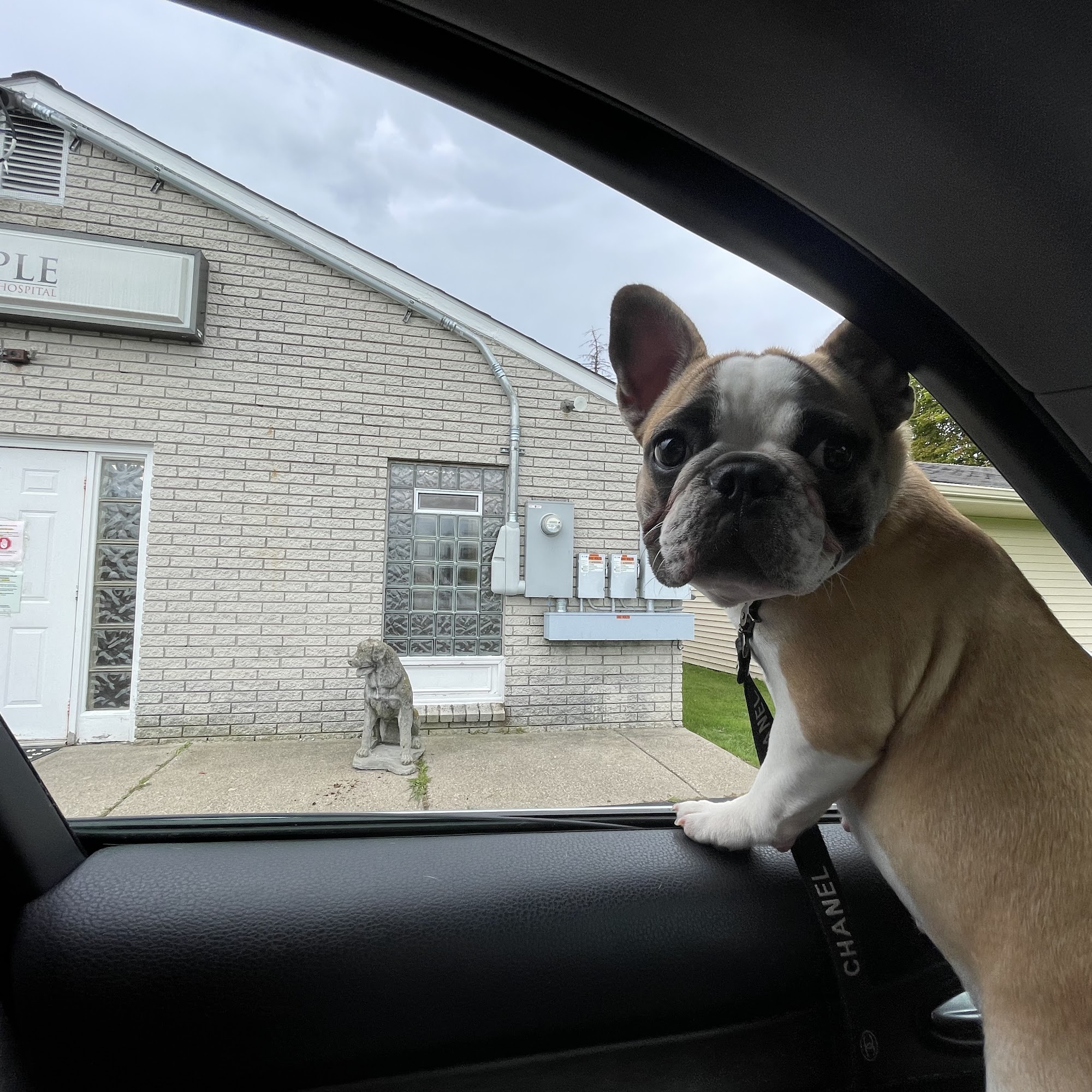 Maple Veterinary Hospital Troy