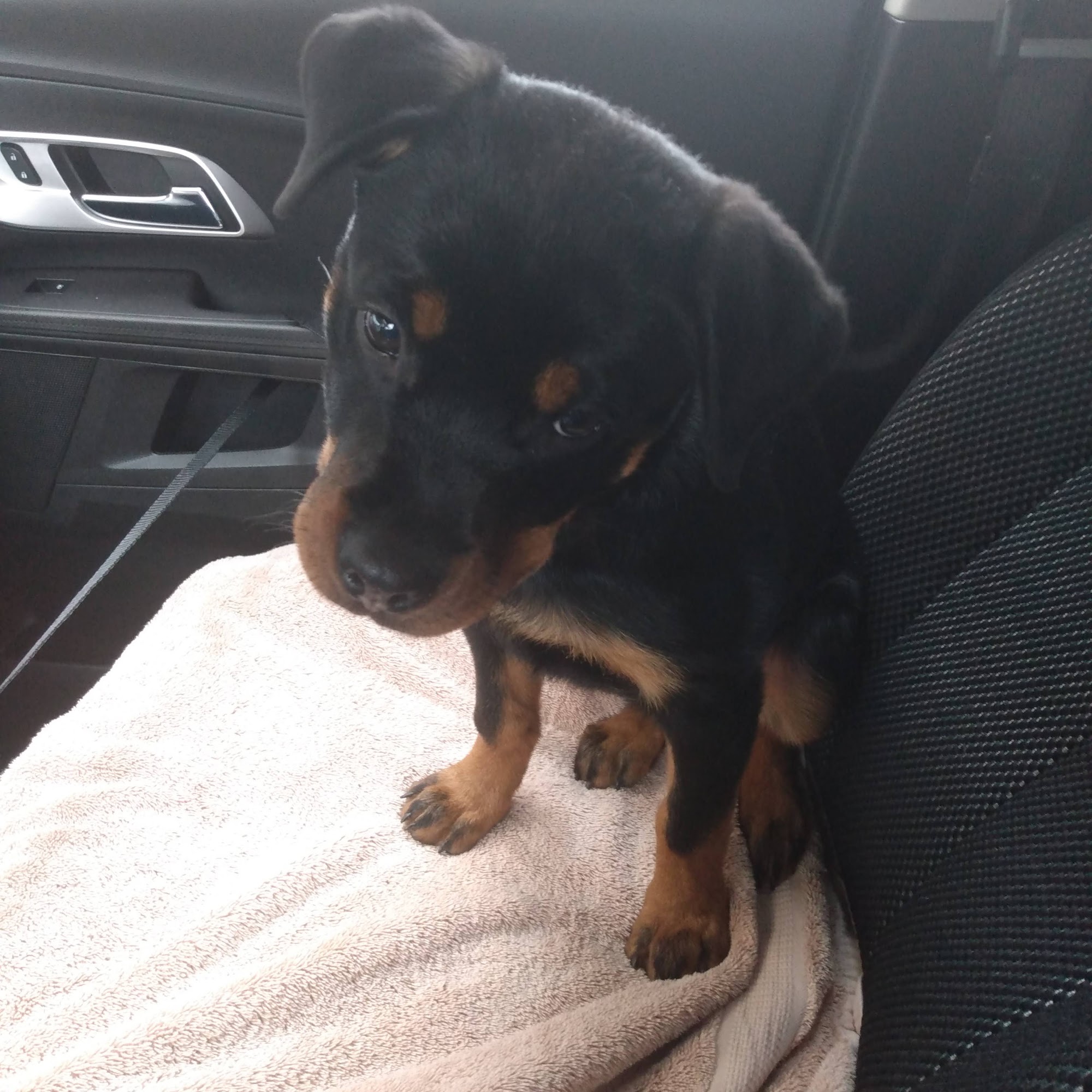 Animal Wellness Clinic of Troy Troy