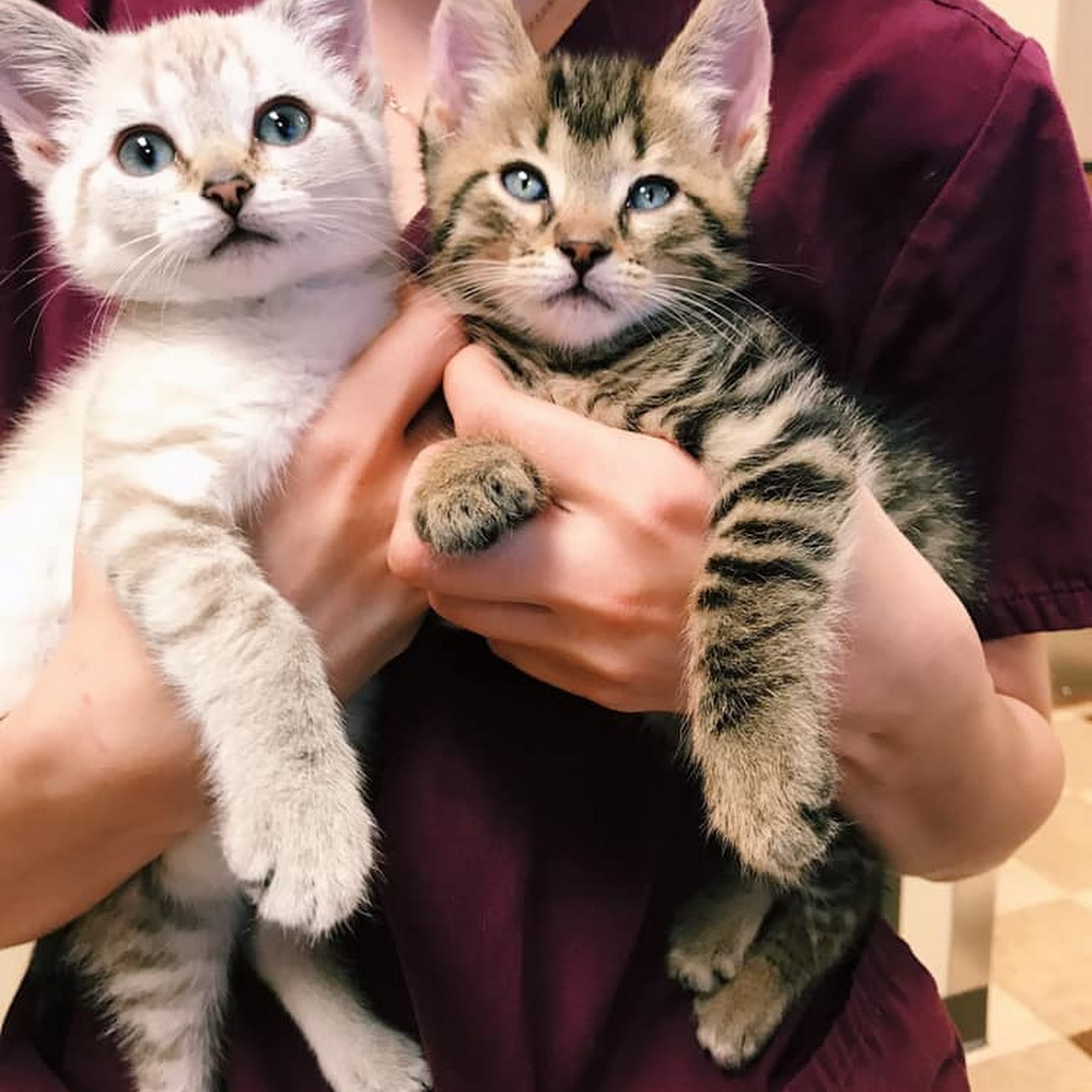 Oakland Hills Veterinary Hospital Troy