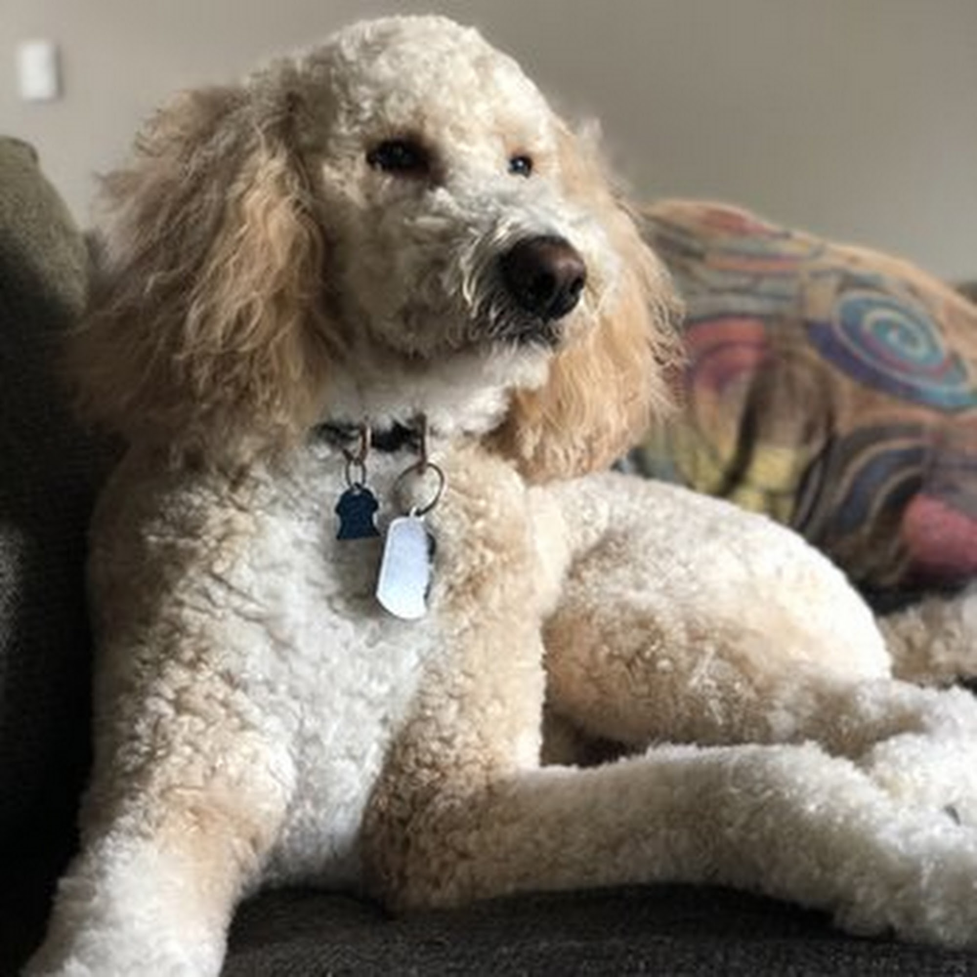 Somerset Dog Grooming Troy