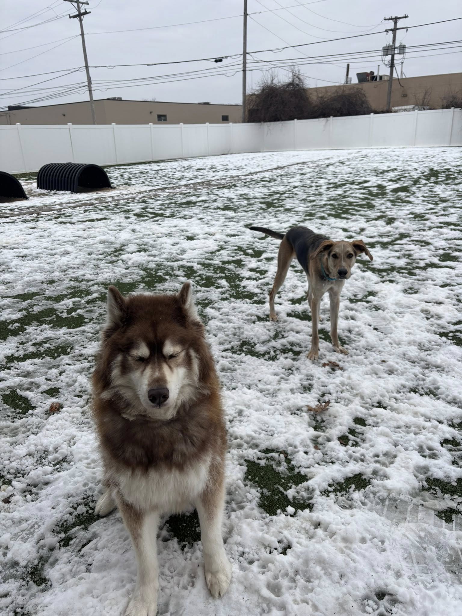 Pet Suite Retreat-Troy Troy