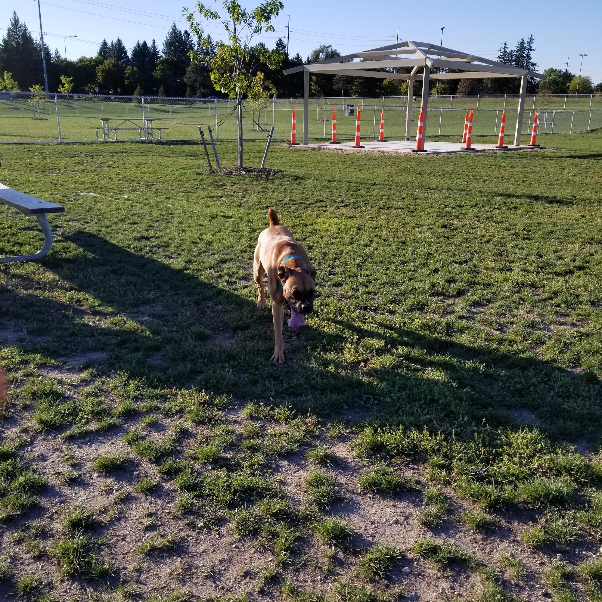 Daisy Knight Dog Park Troy