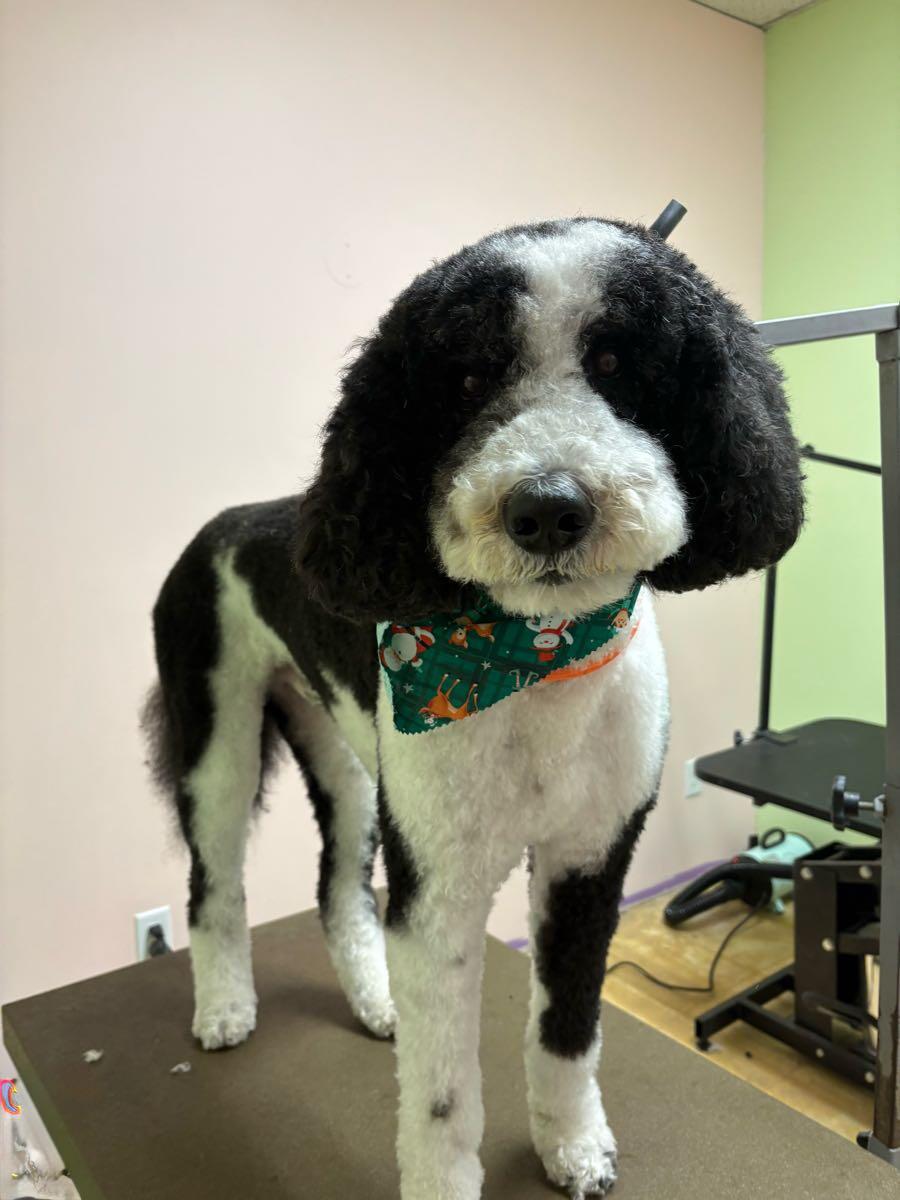 Platinum Pet Spa and More Troy