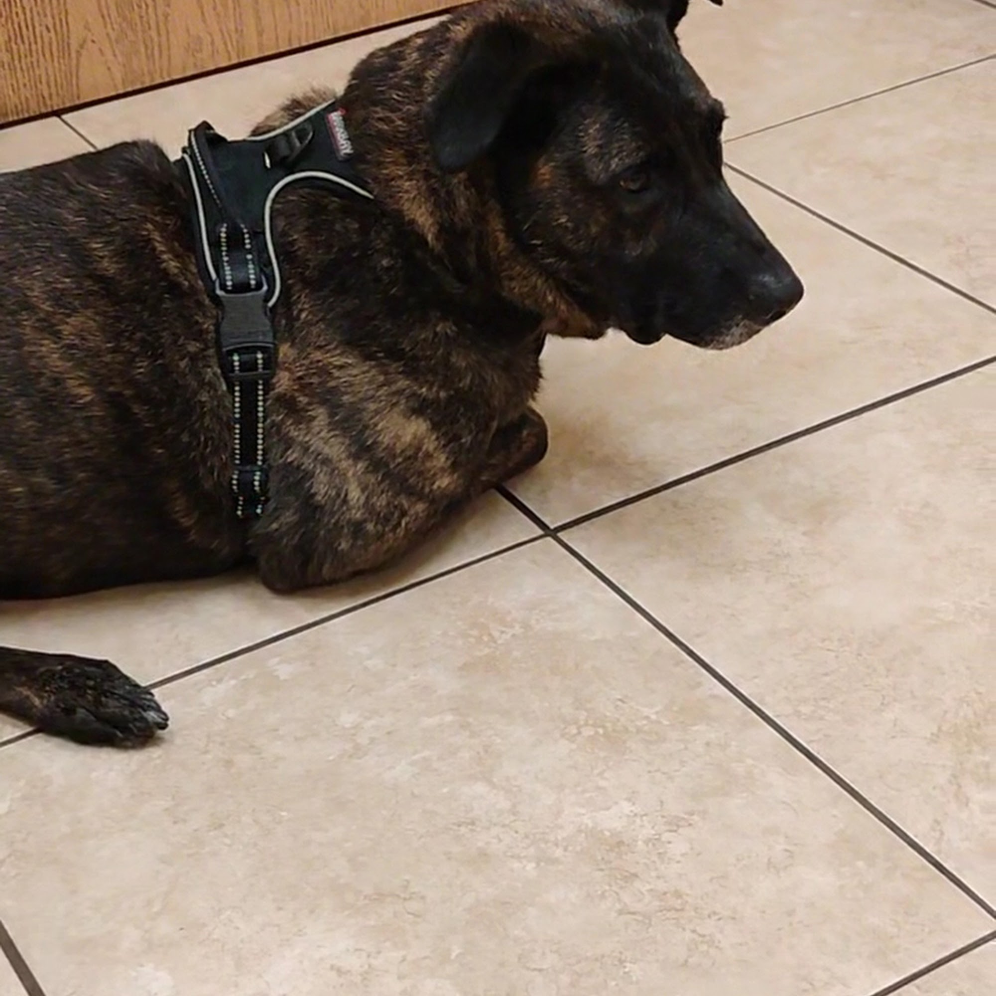 Troy & Heights Animal Hospital Troy