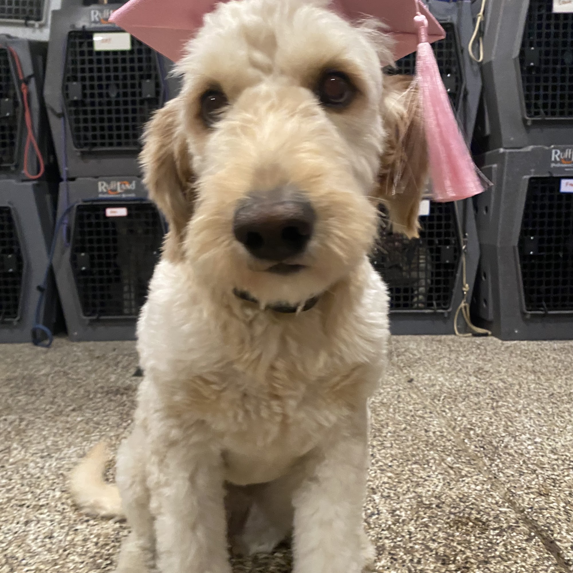 From The Heart Dog Training Troy