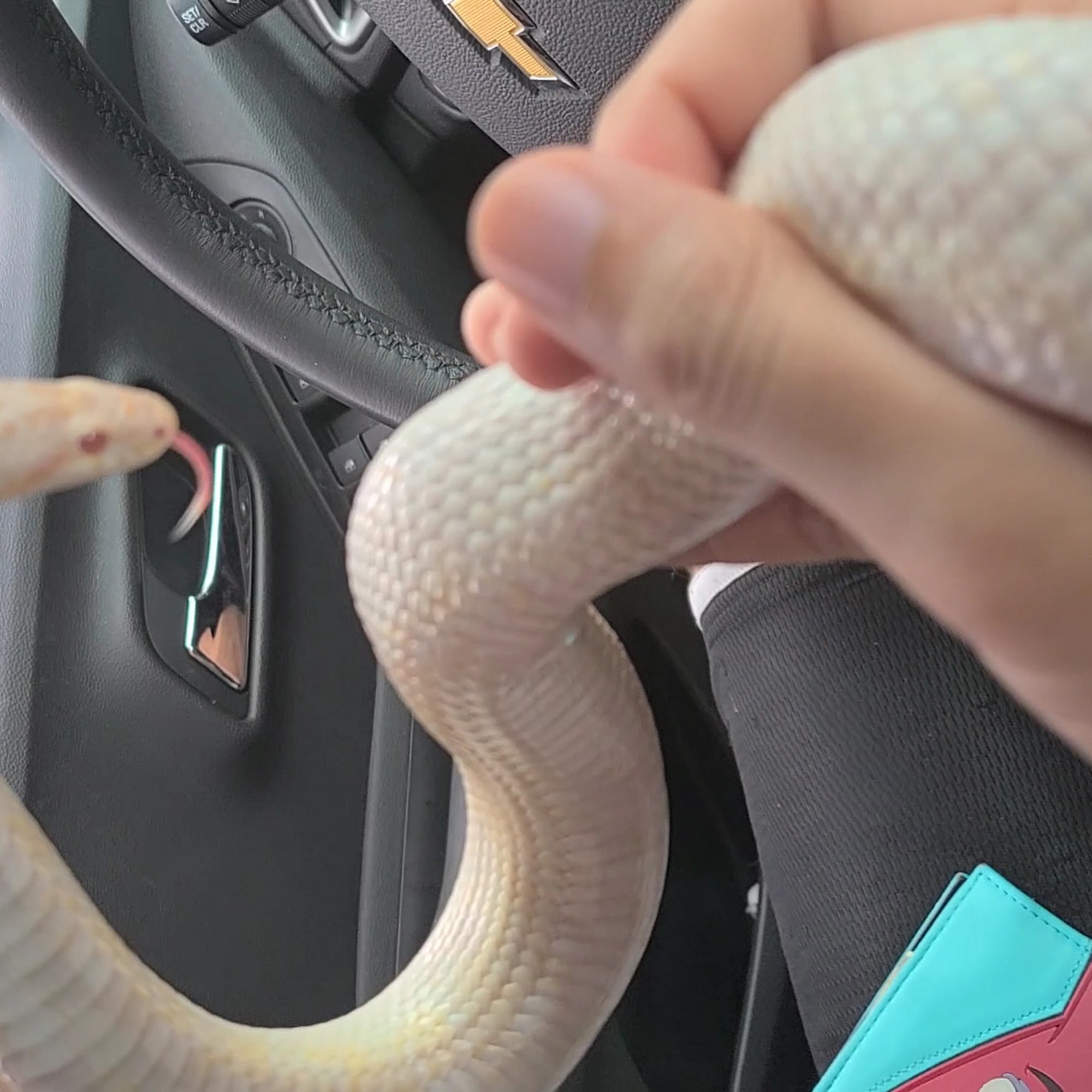 Ark Veterinary Hospital Utica