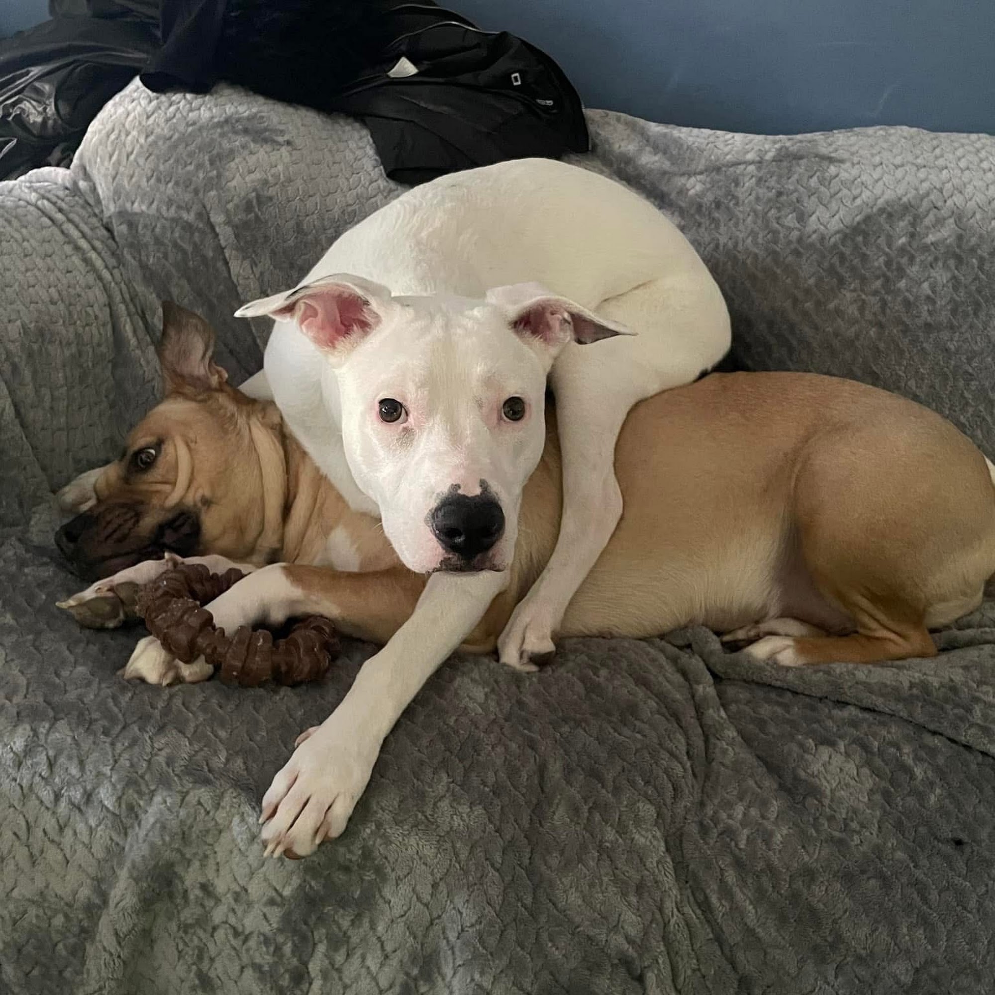 Reliance Animal Hospital Utica