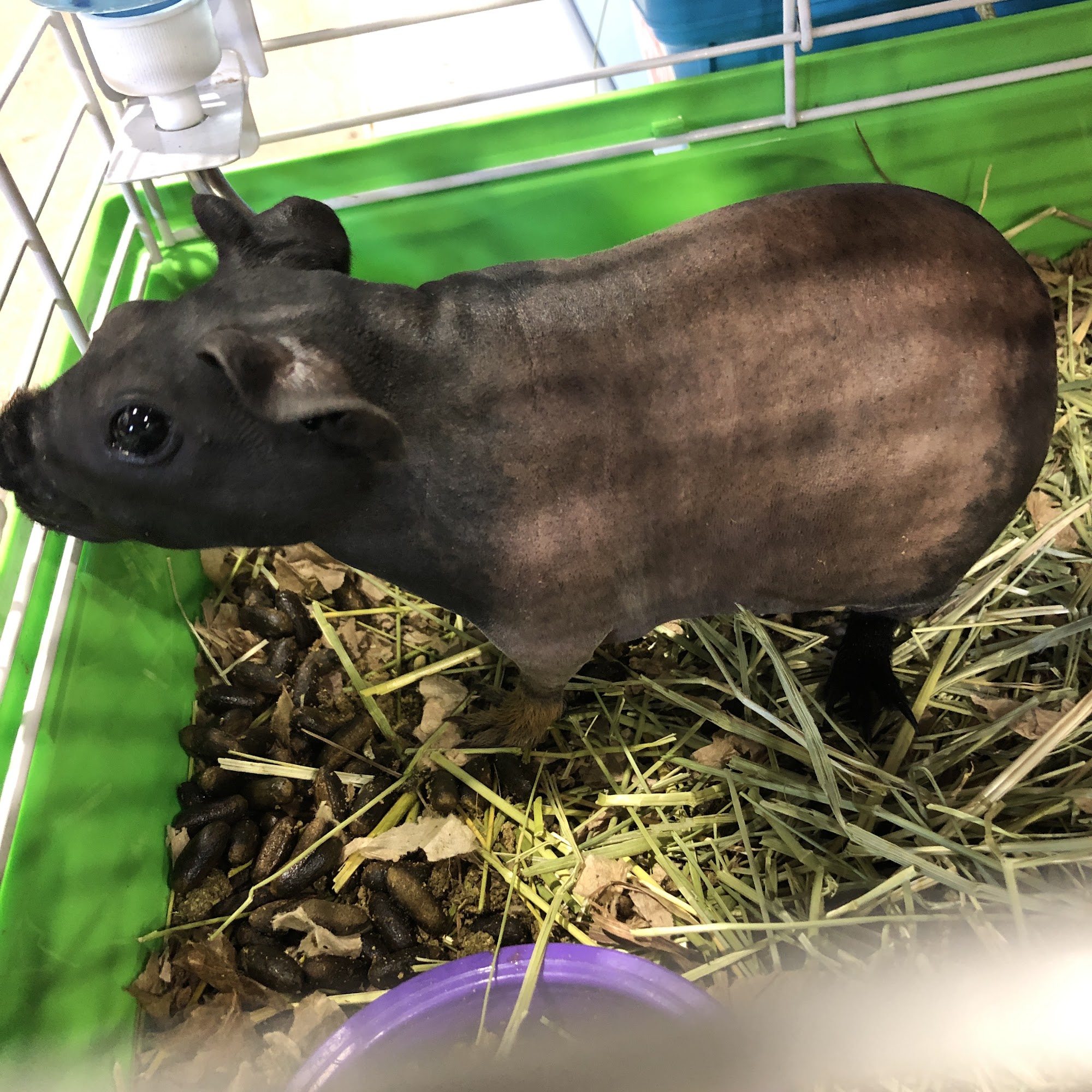 Magoo's Pet Outlet Utica