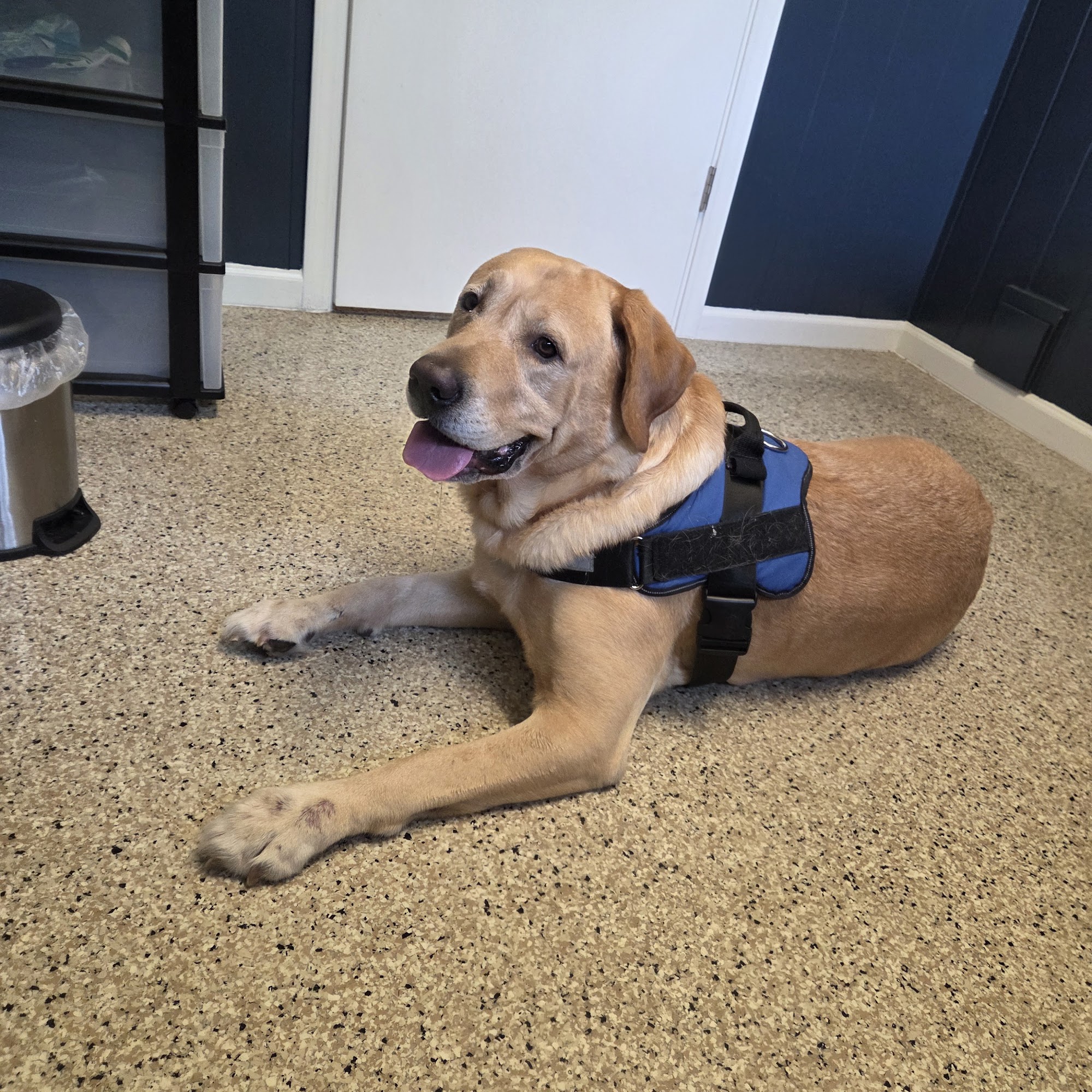 Walled Lake Veterinary Hospital Walled Lake