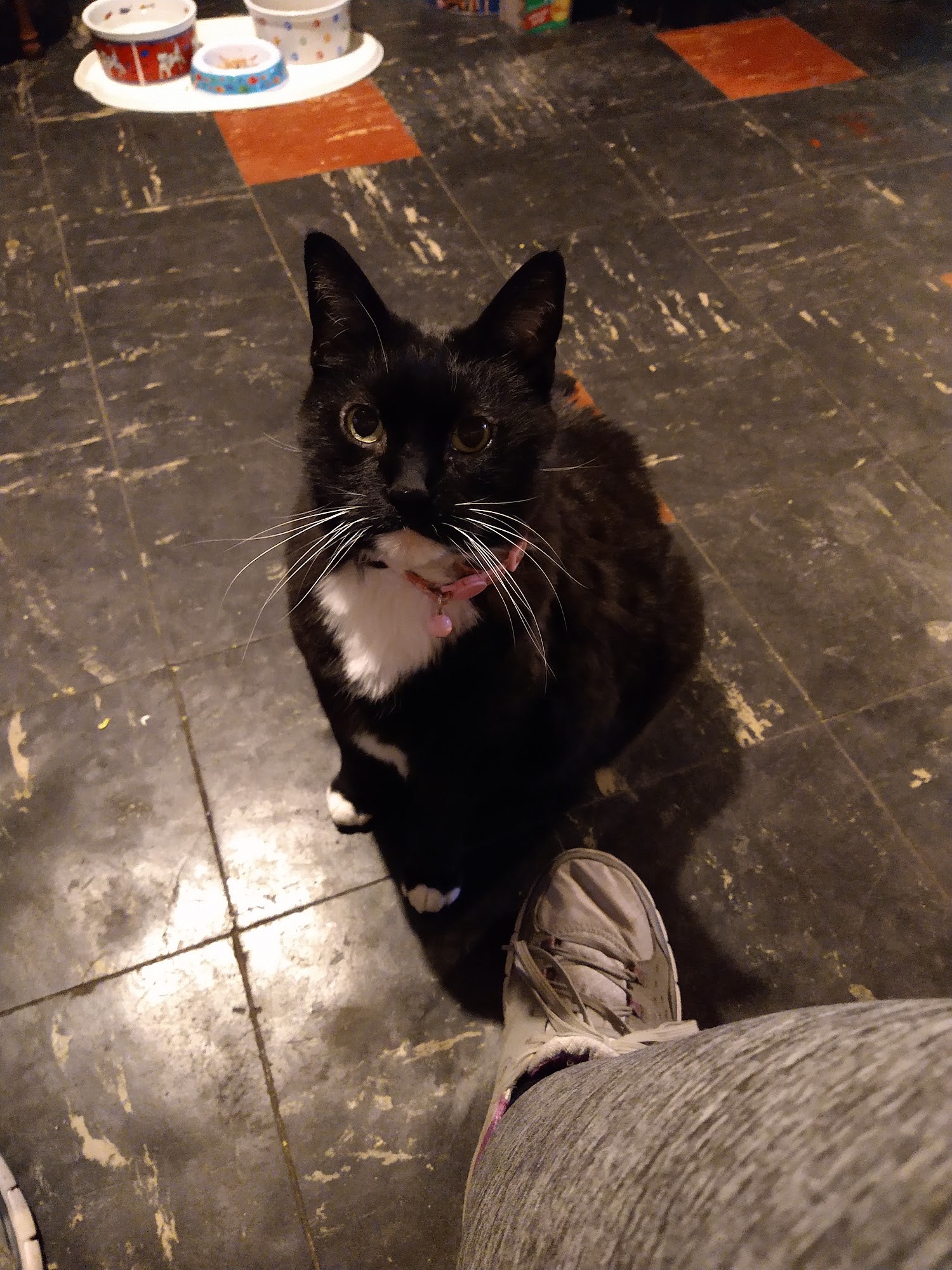 Eastside Veterinary Hospital Warren