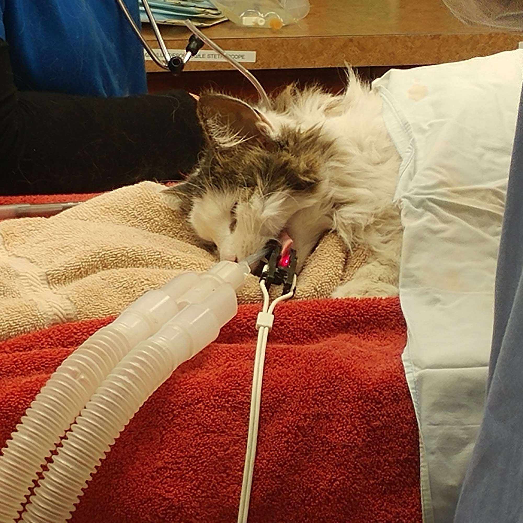 HOOVER ROAD ANIMAL HOSPITAL Warren