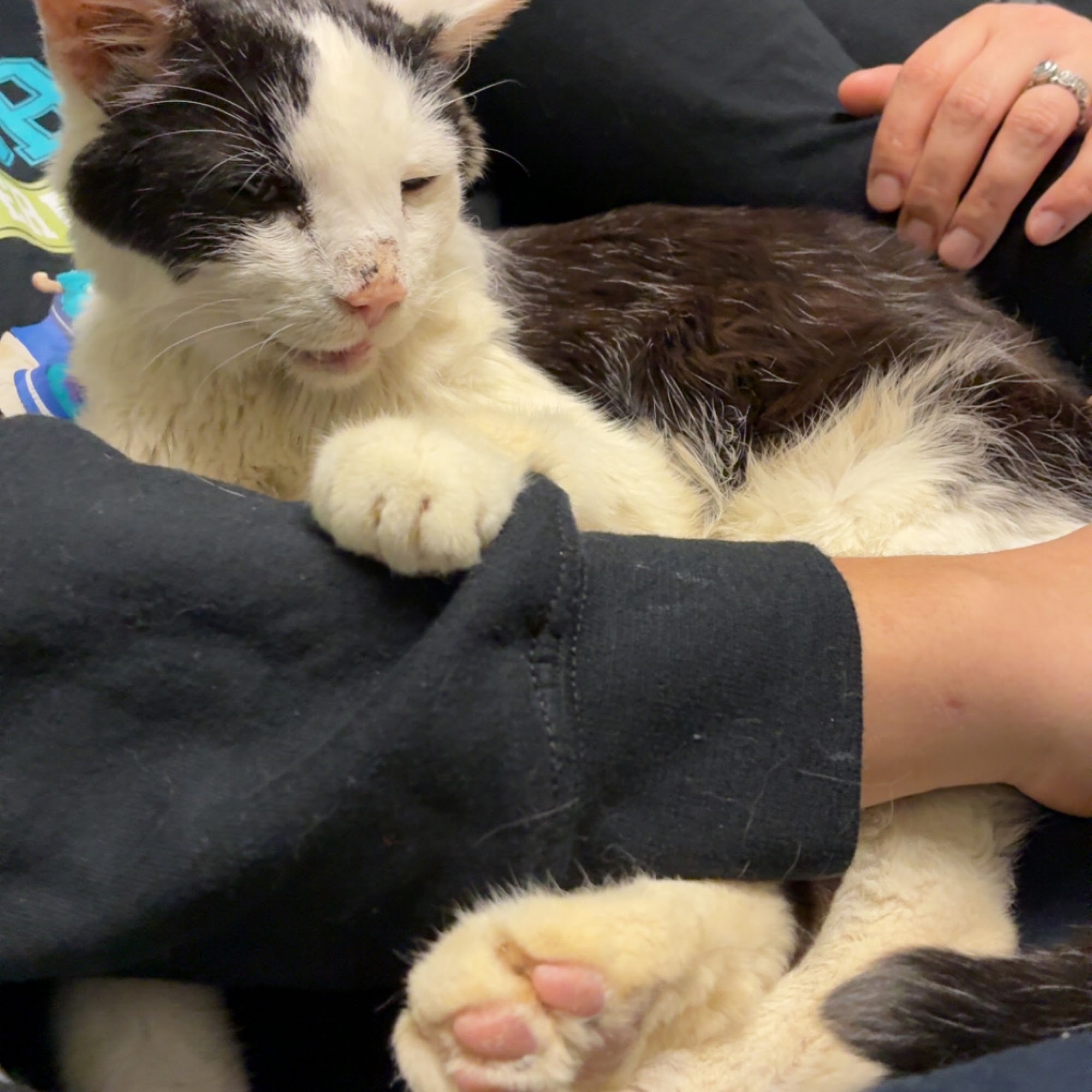 Warren Woods Veterinary Hospital Warren