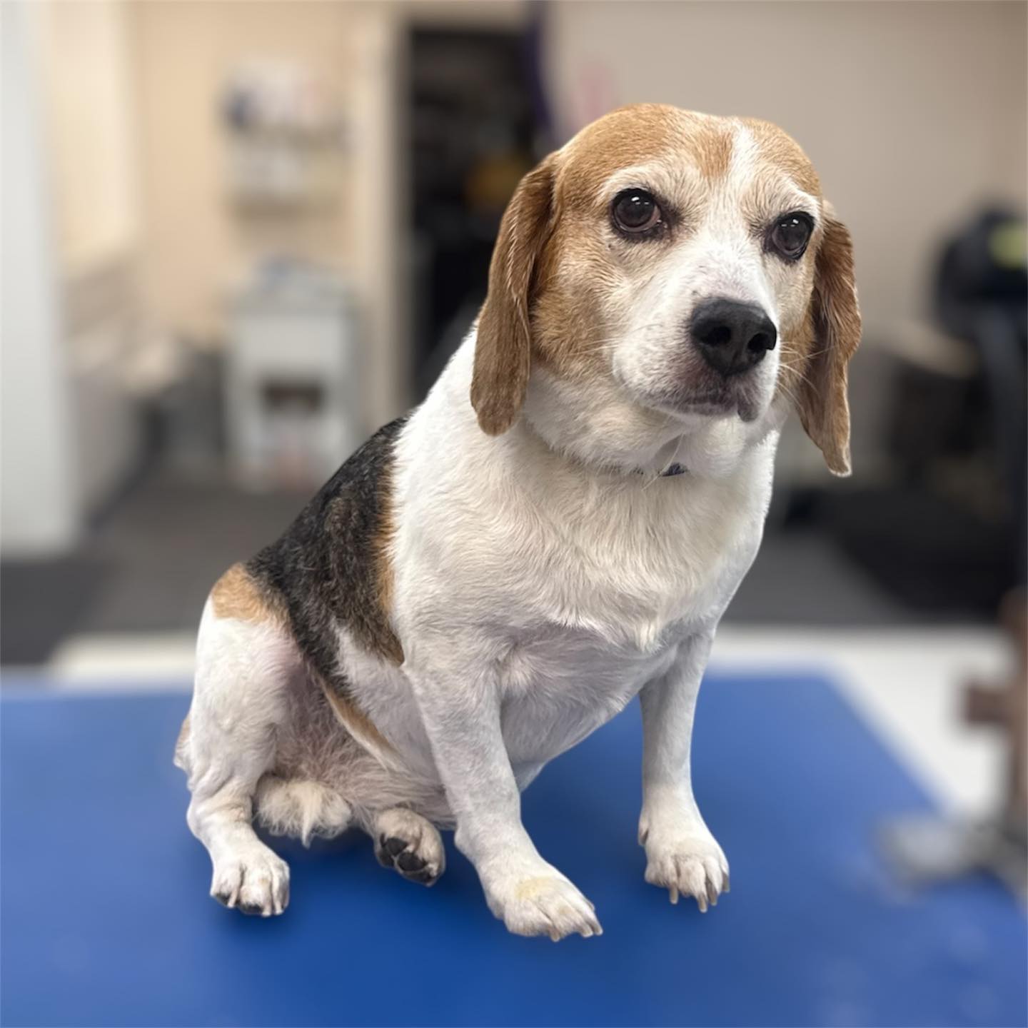 Dani's Dog grooming Warren