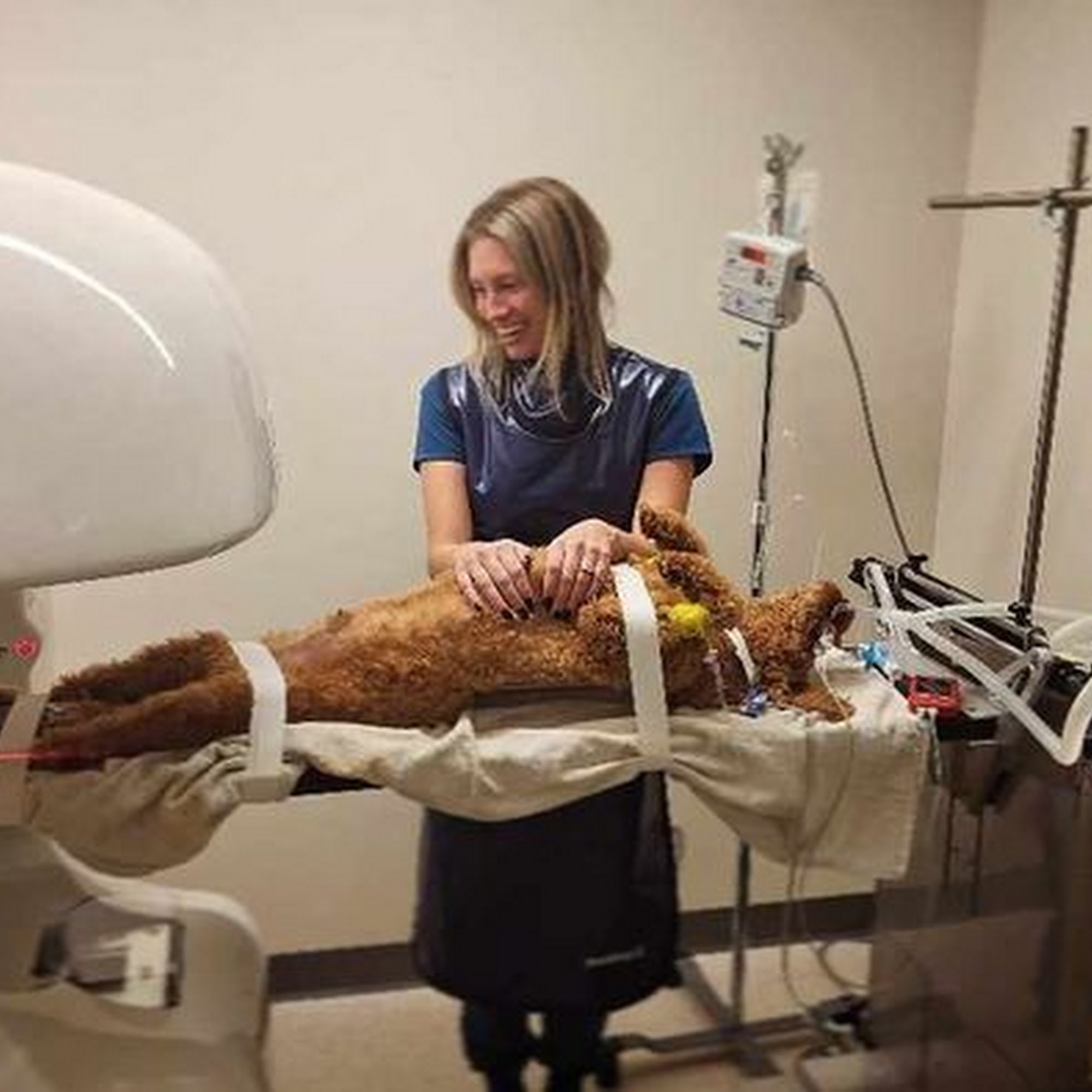 Wilson Veterinary Hospital Washington