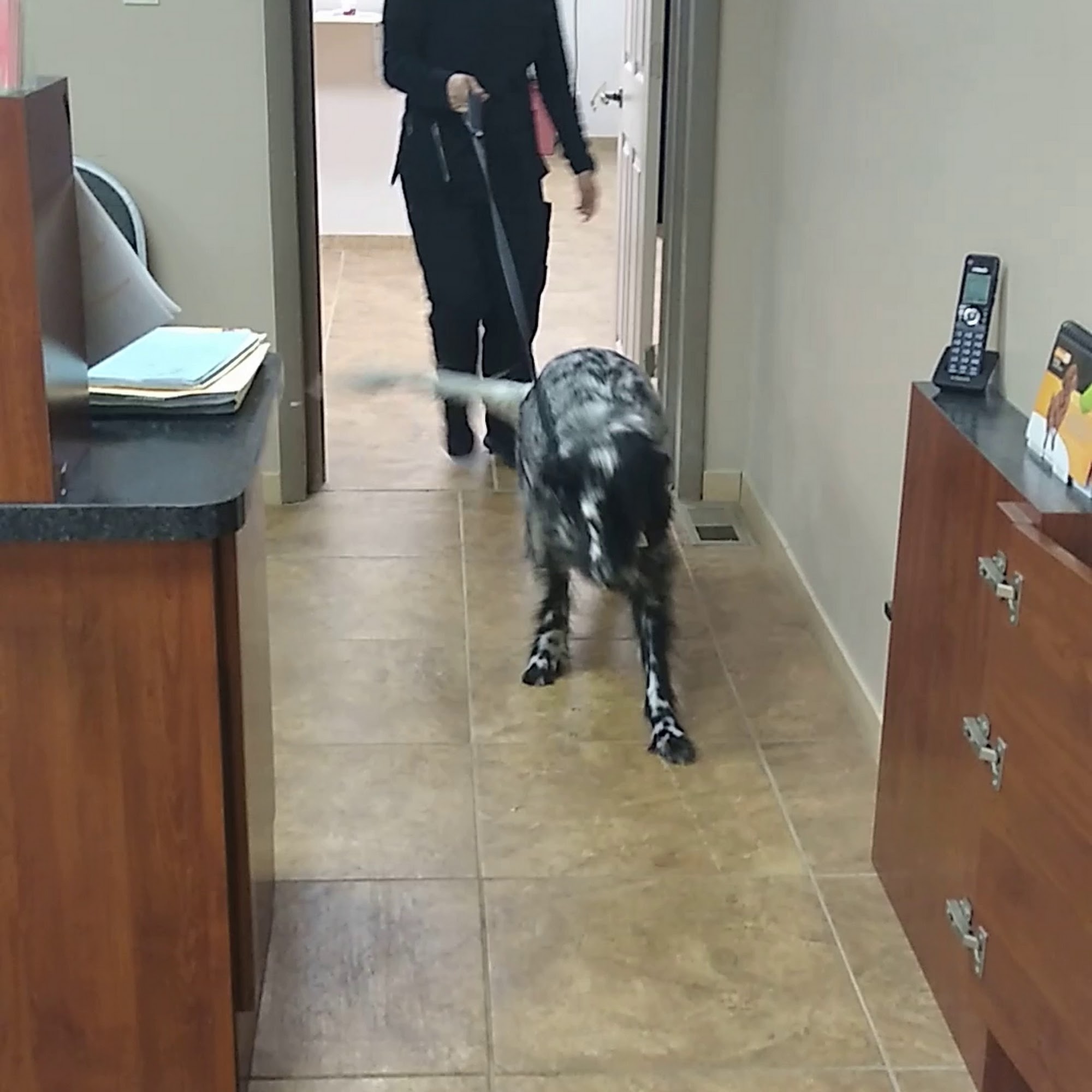 Waterford Animal Clinic Waterford