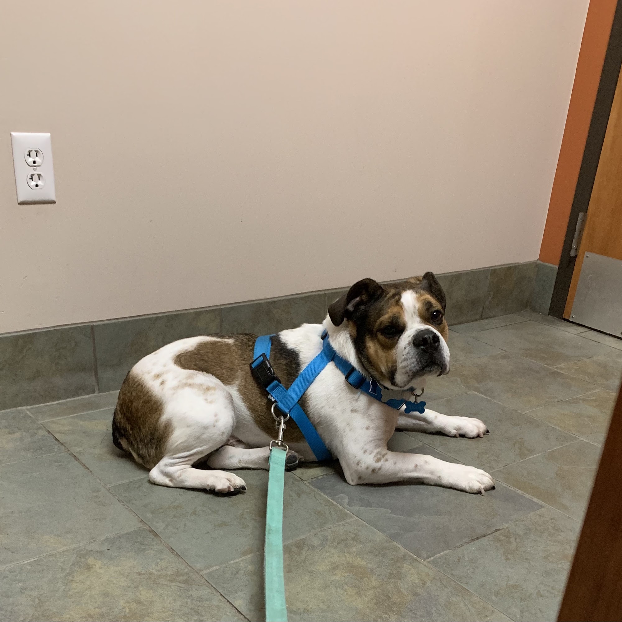 Family Pet Practice Waterford