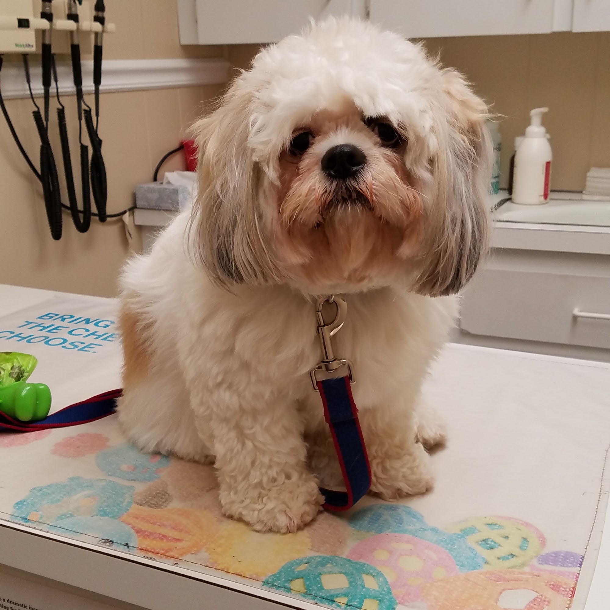 Airport Veterinary Hospital Waterford